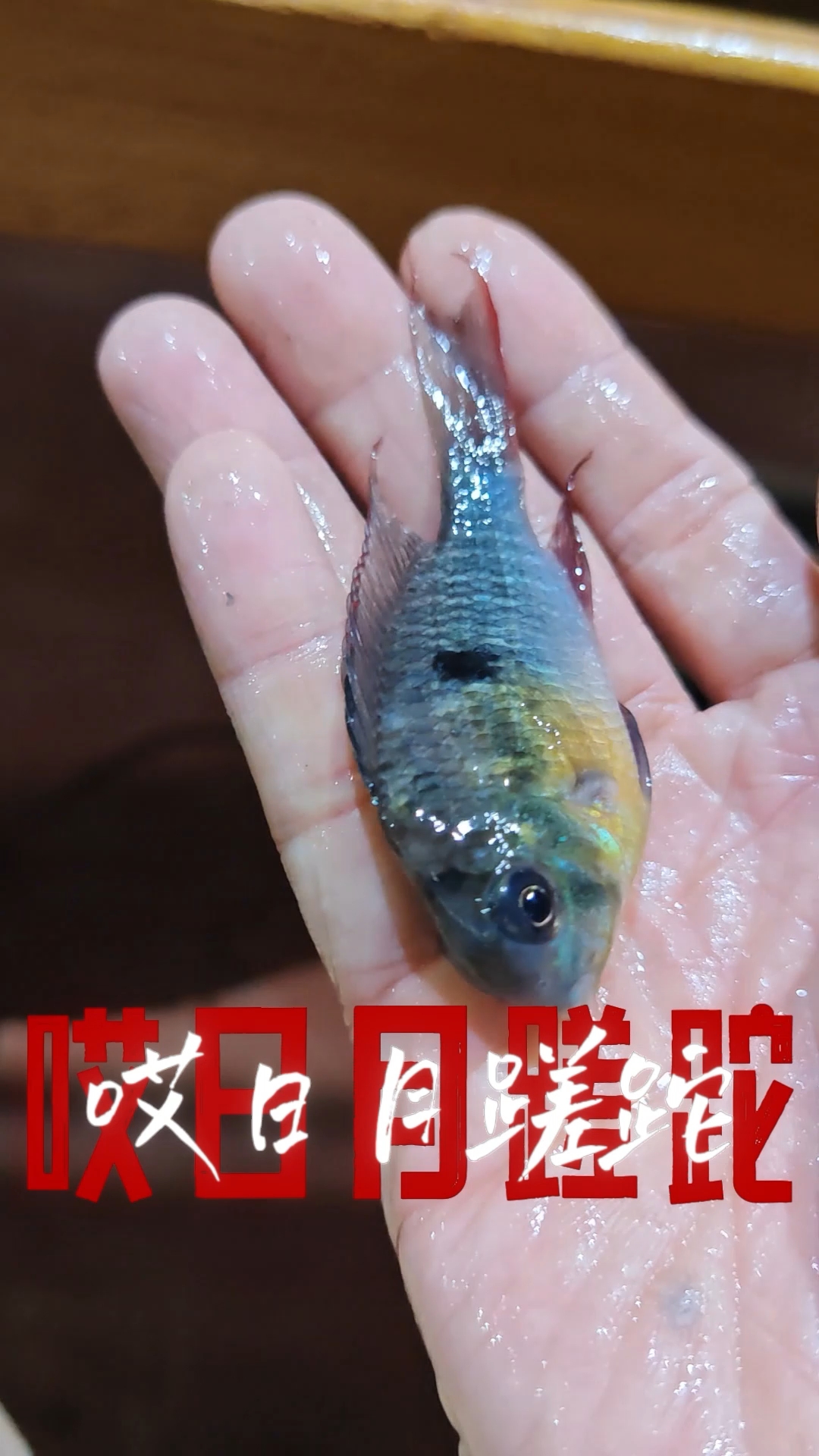 日月蹉跎,人鱼将老!#养鱼日记 #观赏鱼 #玻利维亚凤凰鱼