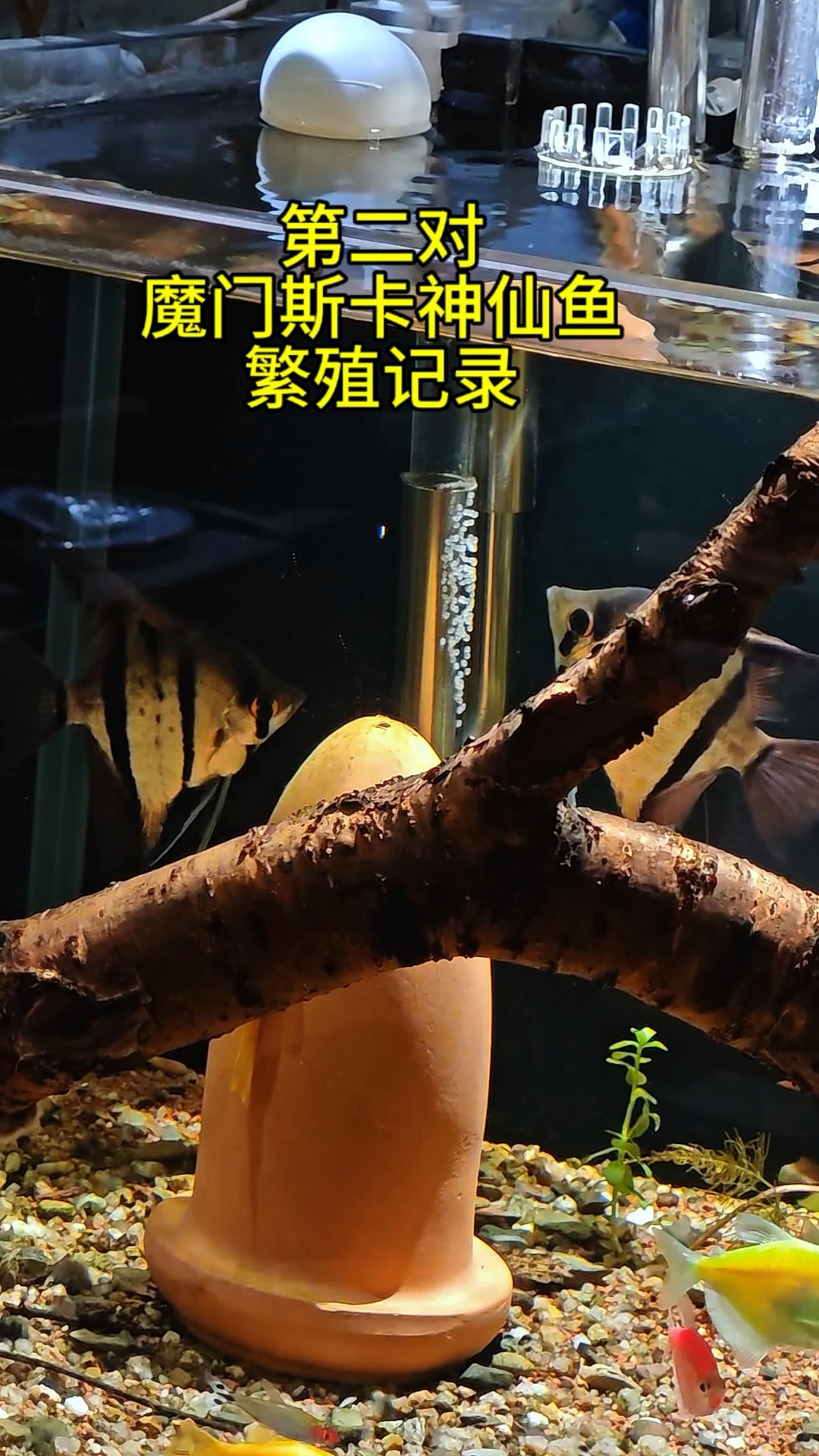 第二对魔门斯卡神仙鱼第一次繁殖记录#魔门斯卡神仙鱼 #魔门斯