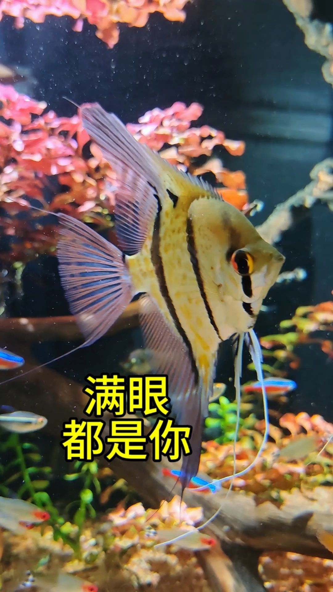 满眼都是你的鱼!#魔门斯卡神仙鱼 #神仙鱼 #养鱼日记
