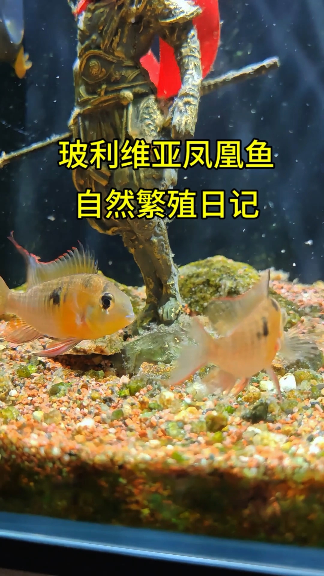 1.玻利维亚凤凰鱼自然繁殖日记#养鱼日记 #玻利维亚凤凰鱼 