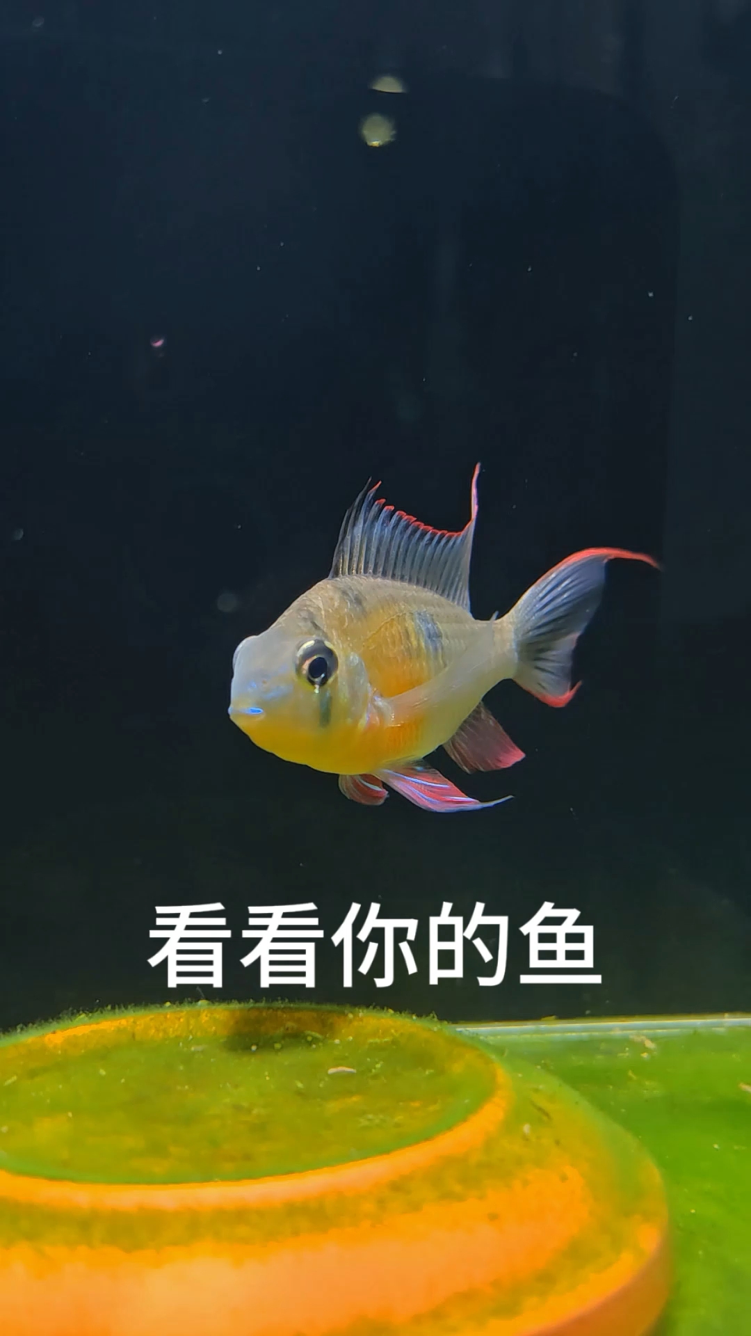 能看看你的鱼吗?拒绝网图!#玻利维亚凤凰鱼 #养鱼日记 