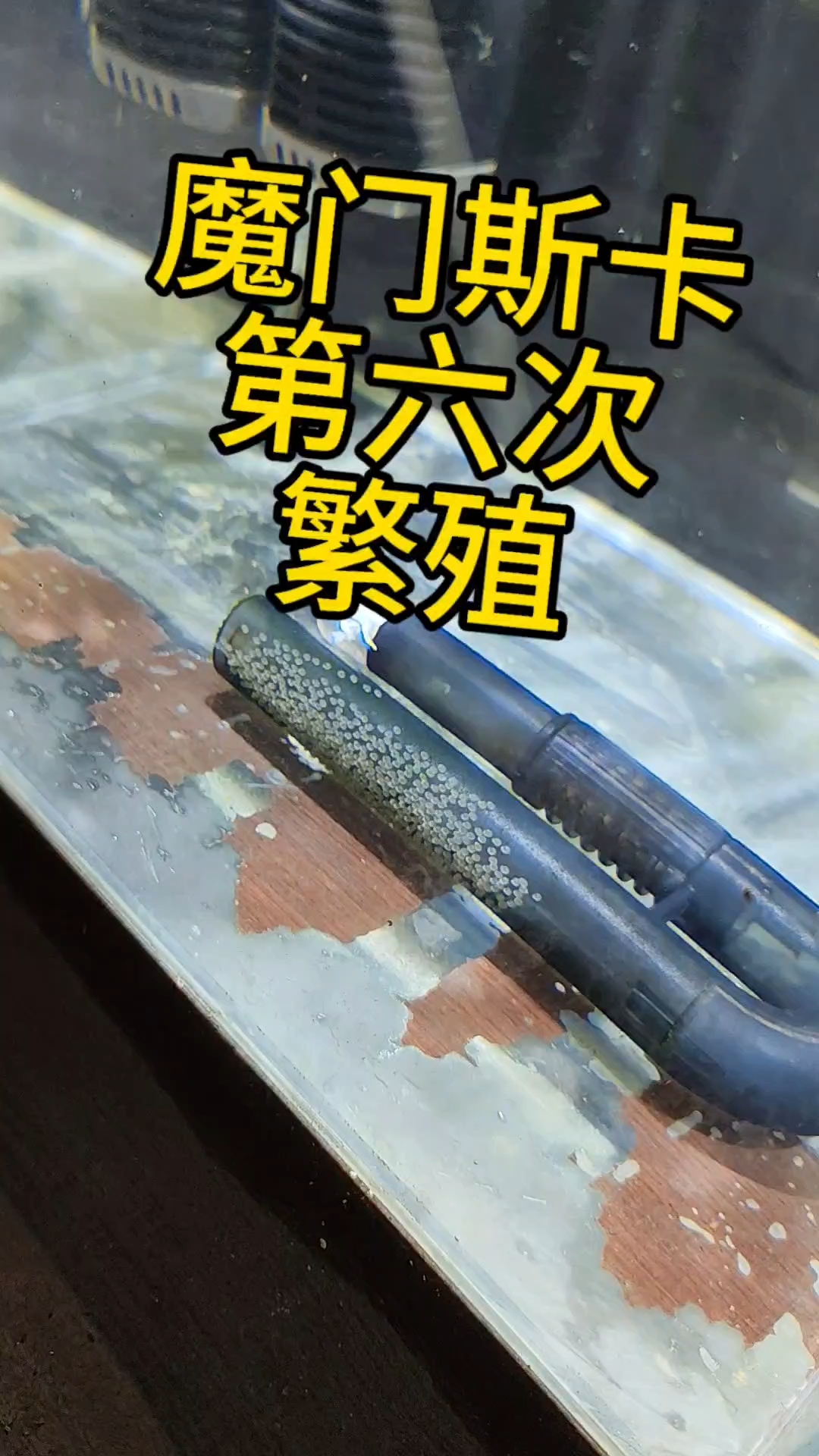 魔门斯卡神仙鱼第六次产卵！#魔门斯卡神仙鱼繁殖 #魔门斯卡神