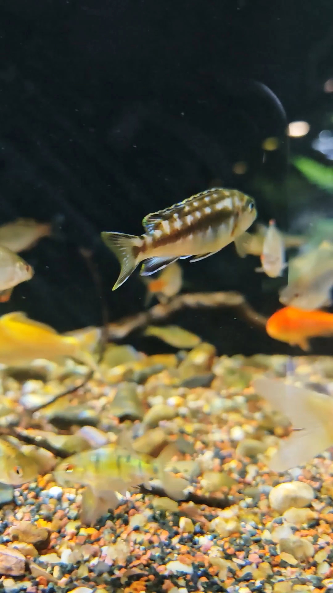 慈鲷鱼真的不是浪得虚名!#原生鱼 #三湖慈鲷 #罗非鱼 