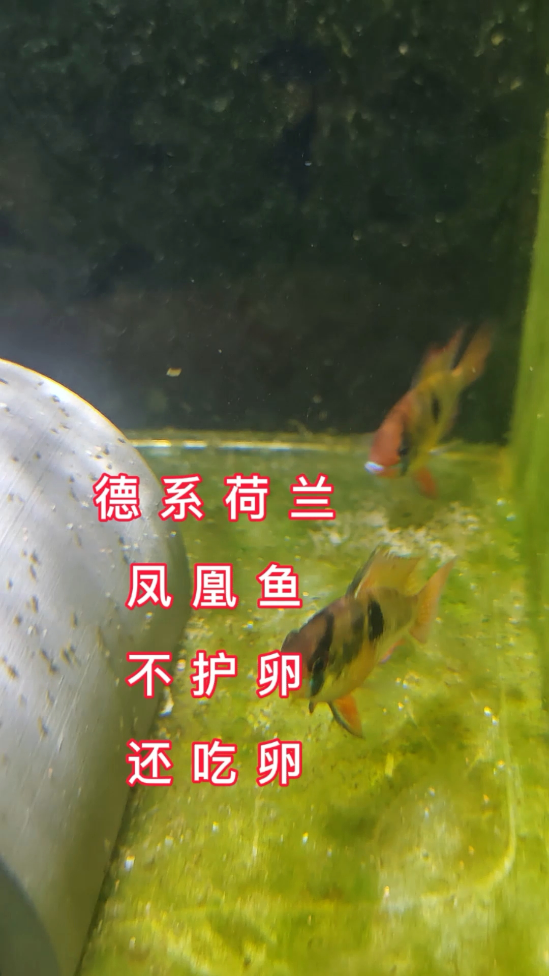 德系荷兰凤凰鱼繁殖不护卵还吃卵,实战损失一批鱼卵!#德系荷兰