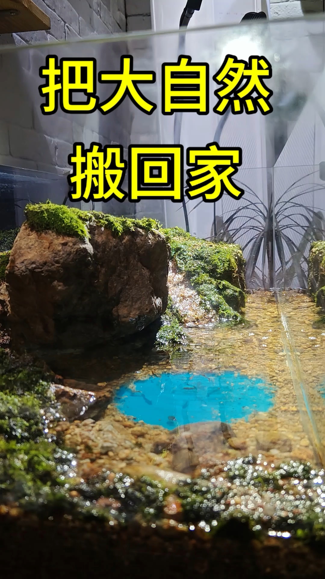 把大自然搬回家之大草原!#苔癣 #造景鱼缸 #生态缸 #鱼缸
