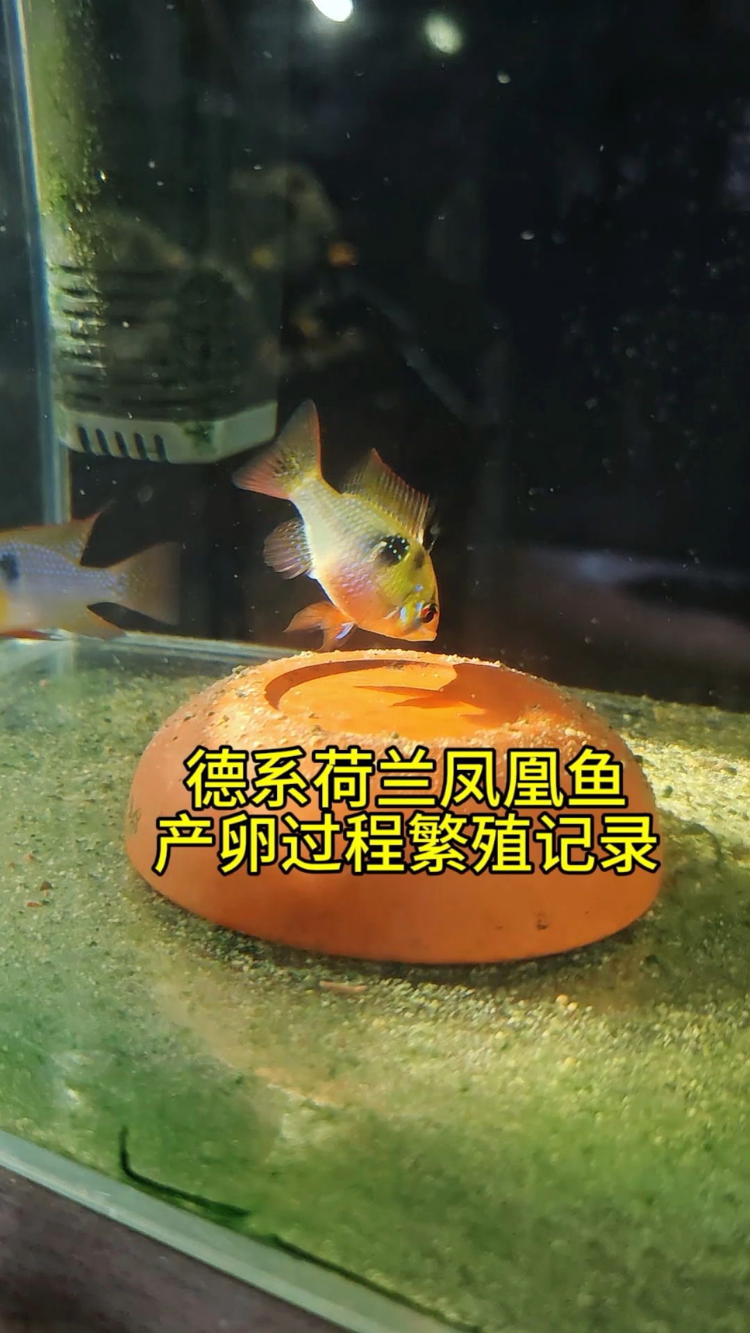 第一集:德系荷兰凤凰鱼产卵过程繁殖记录#德系荷兰凤凰鱼 