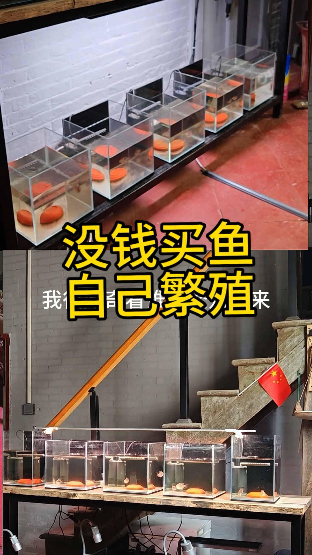 没钱买鱼自己繁殖，先开十个小缸！#玻利维亚凤凰鱼 #玻利维亚凤凰鱼繁殖 #养鱼日记