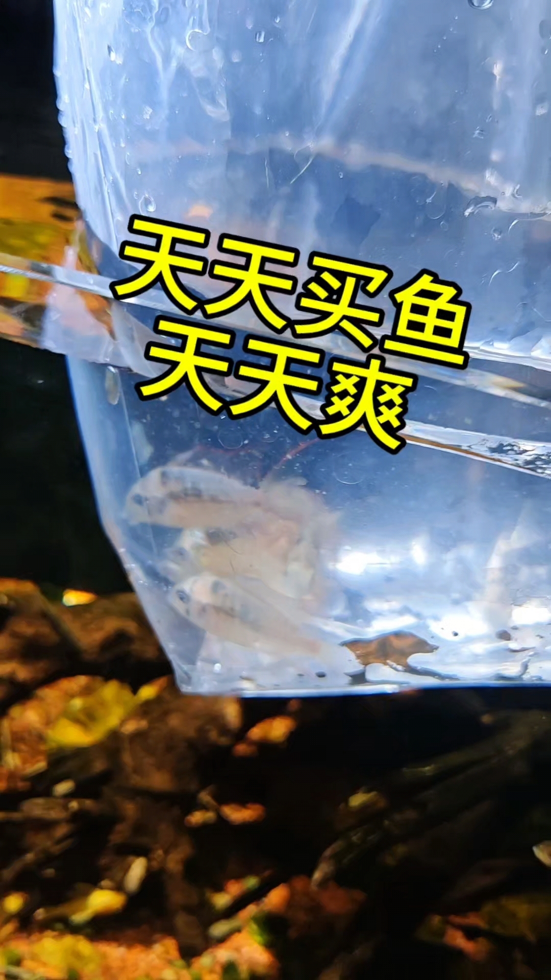 天天买鱼天天爽之玻利维亚凤凰鱼#玻利维亚凤凰鱼 #蓝波子阿凡