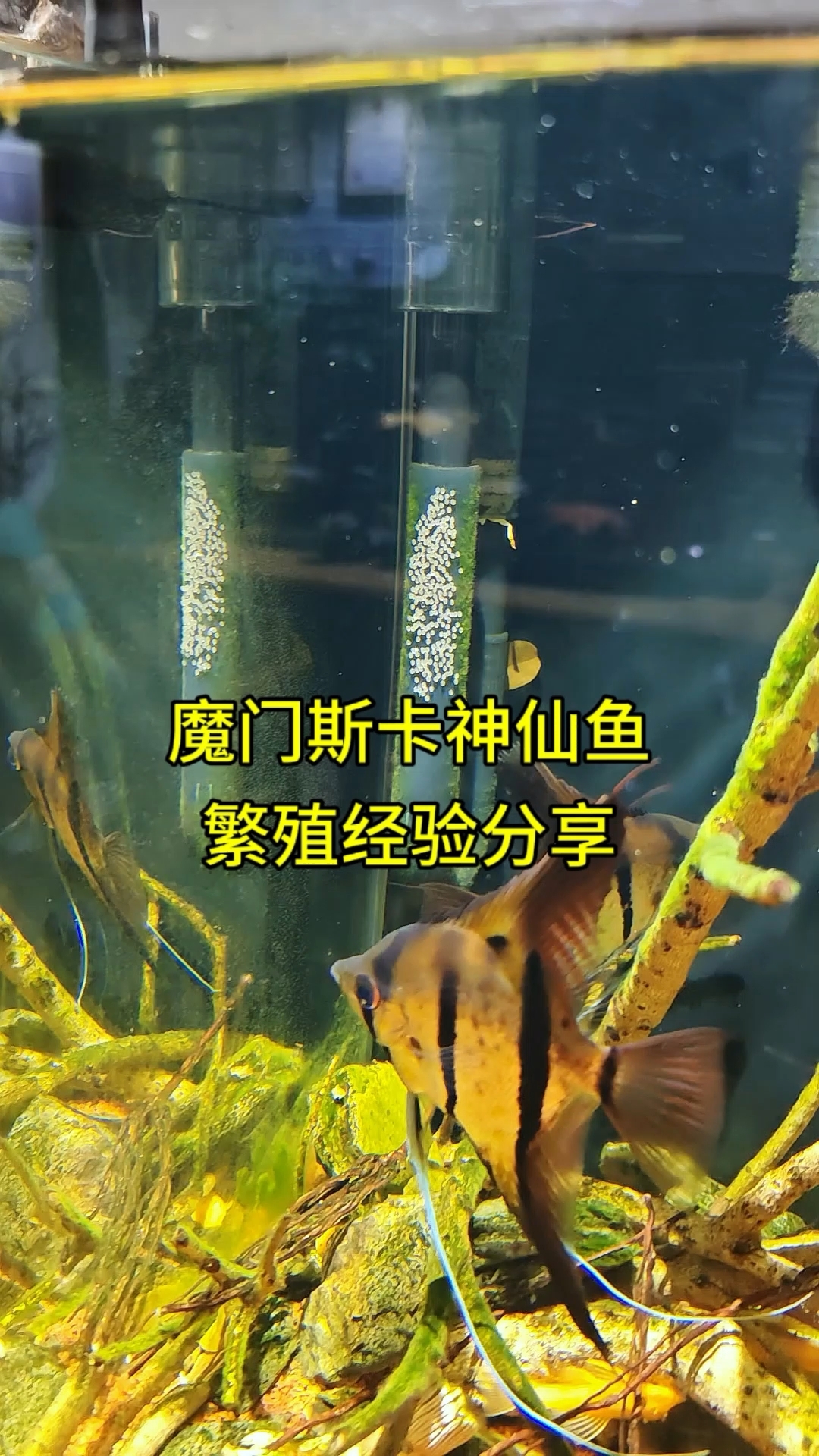 魔门斯卡神仙鱼繁殖成功经验分享!#魔门斯卡神仙鱼 #魔门斯卡