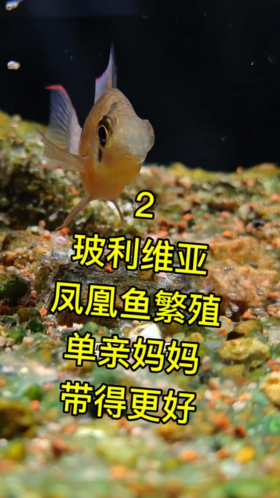 2.玻利维亚凤凰鱼自然繁殖,单亲妈妈也可以带好鱼苗!#养鱼日
