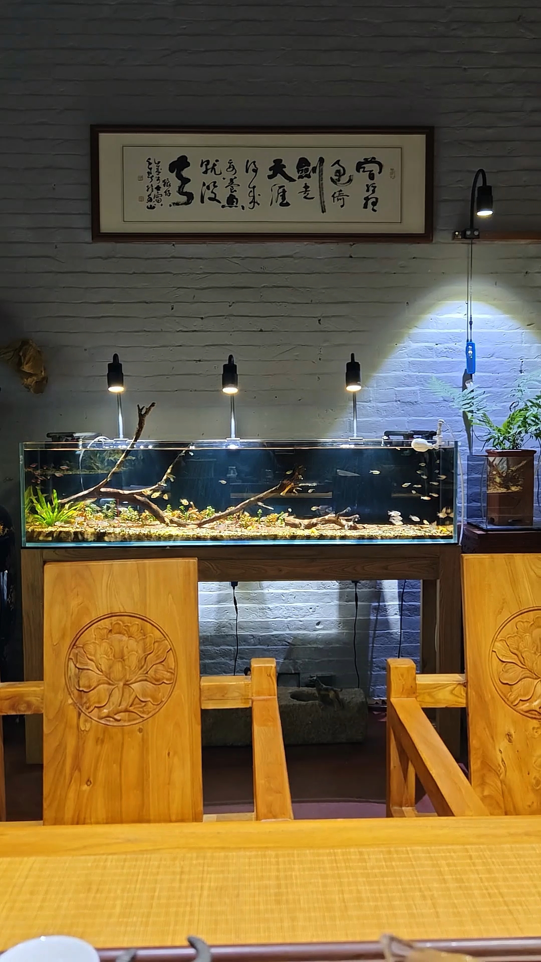 裸缸养鱼?这辈子都不可能的,烂树枝都要丢一根进缸!#鱼缸造景