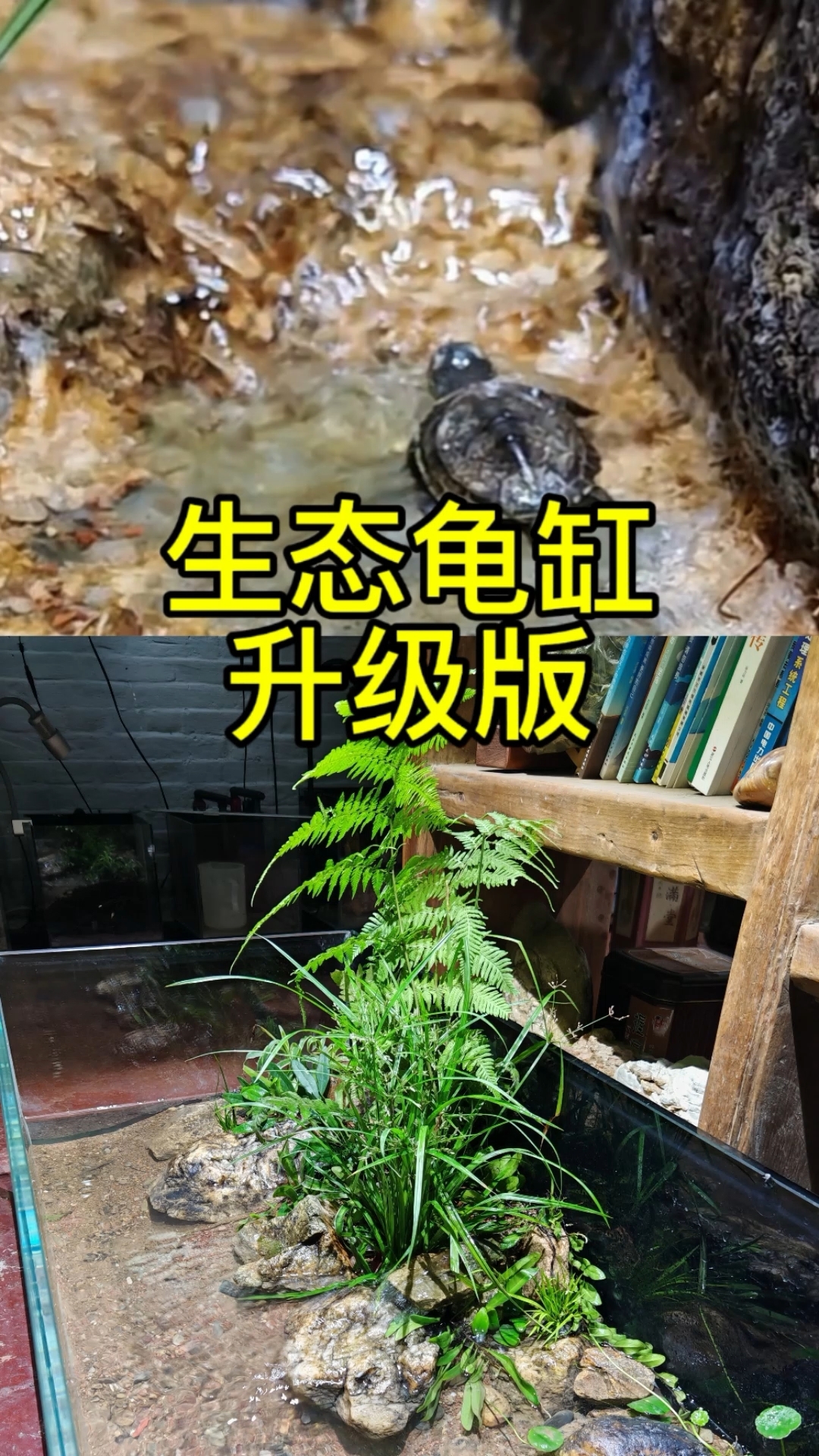生态龟缸升级版,这次养几个小龟总可以了吧!#生态龟缸 #鱼缸造景 #龟缸 #水陆缸造景
