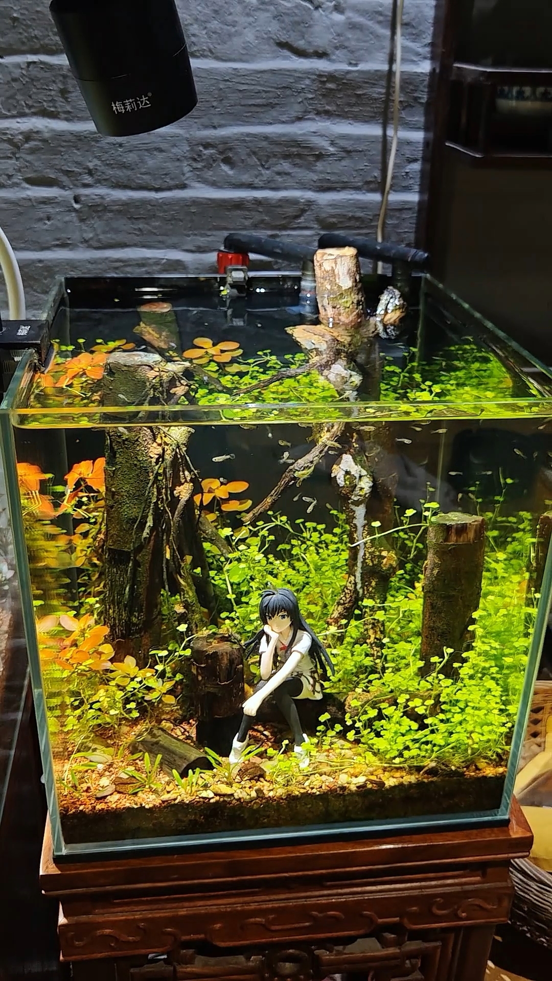 简简单单的30小草缸#水草缸 #沉木造景鱼缸