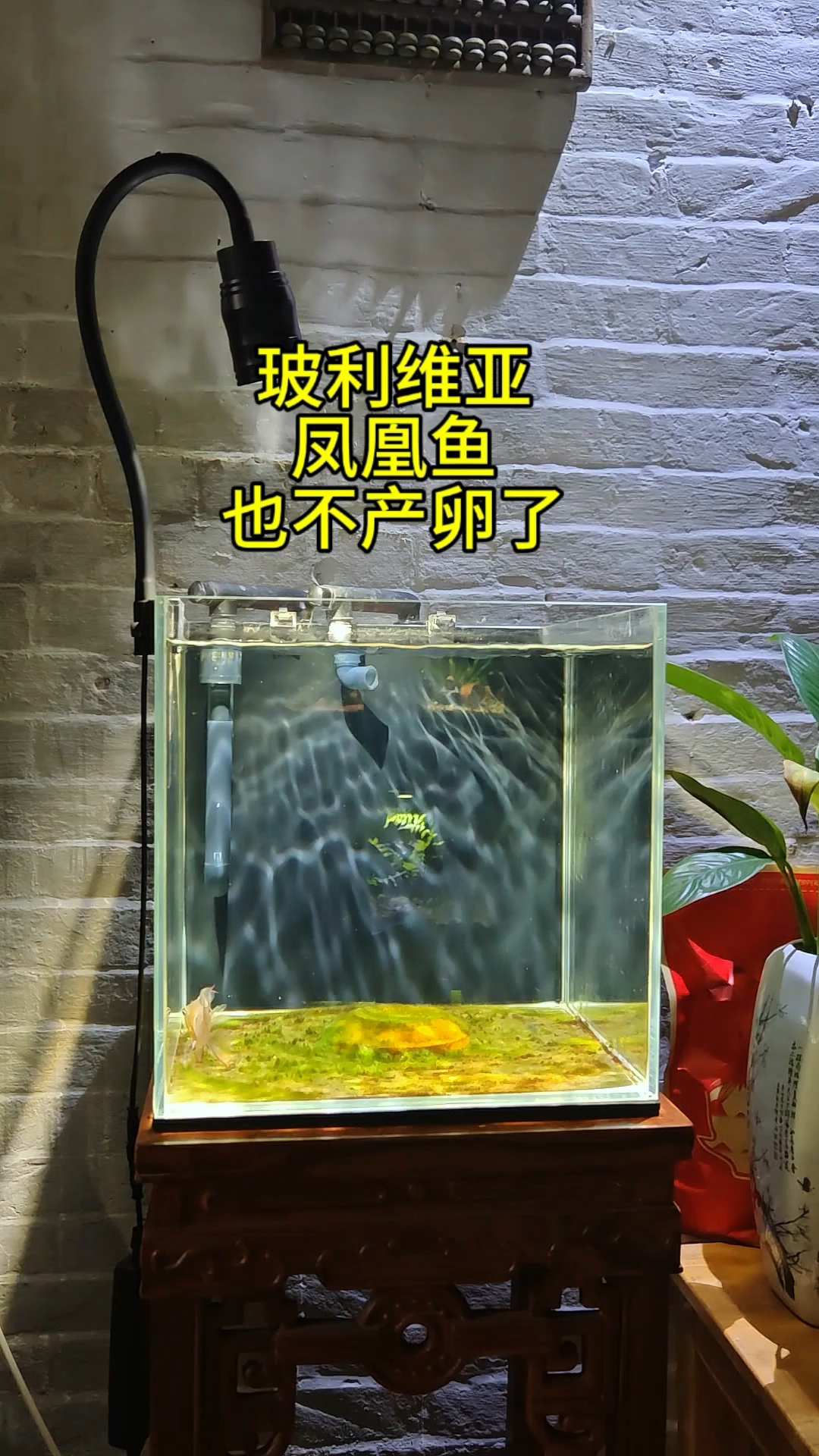 玻利维亚凤凰鱼也不产卵了!#养鱼日记 #养鱼人