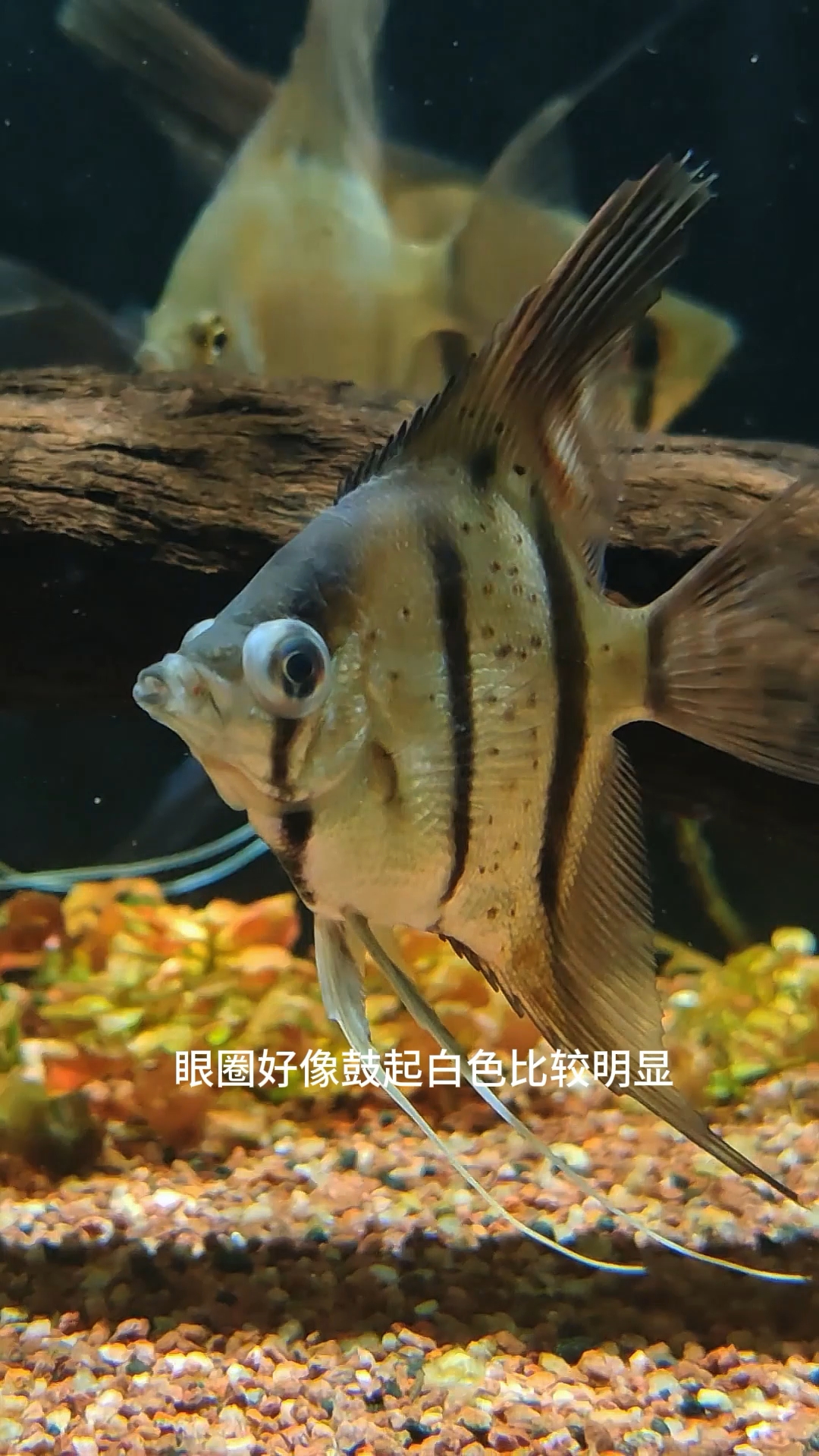 有没有鱼友知道我这条鱼是什么回事?#神仙鱼 #魔门斯卡神仙鱼
