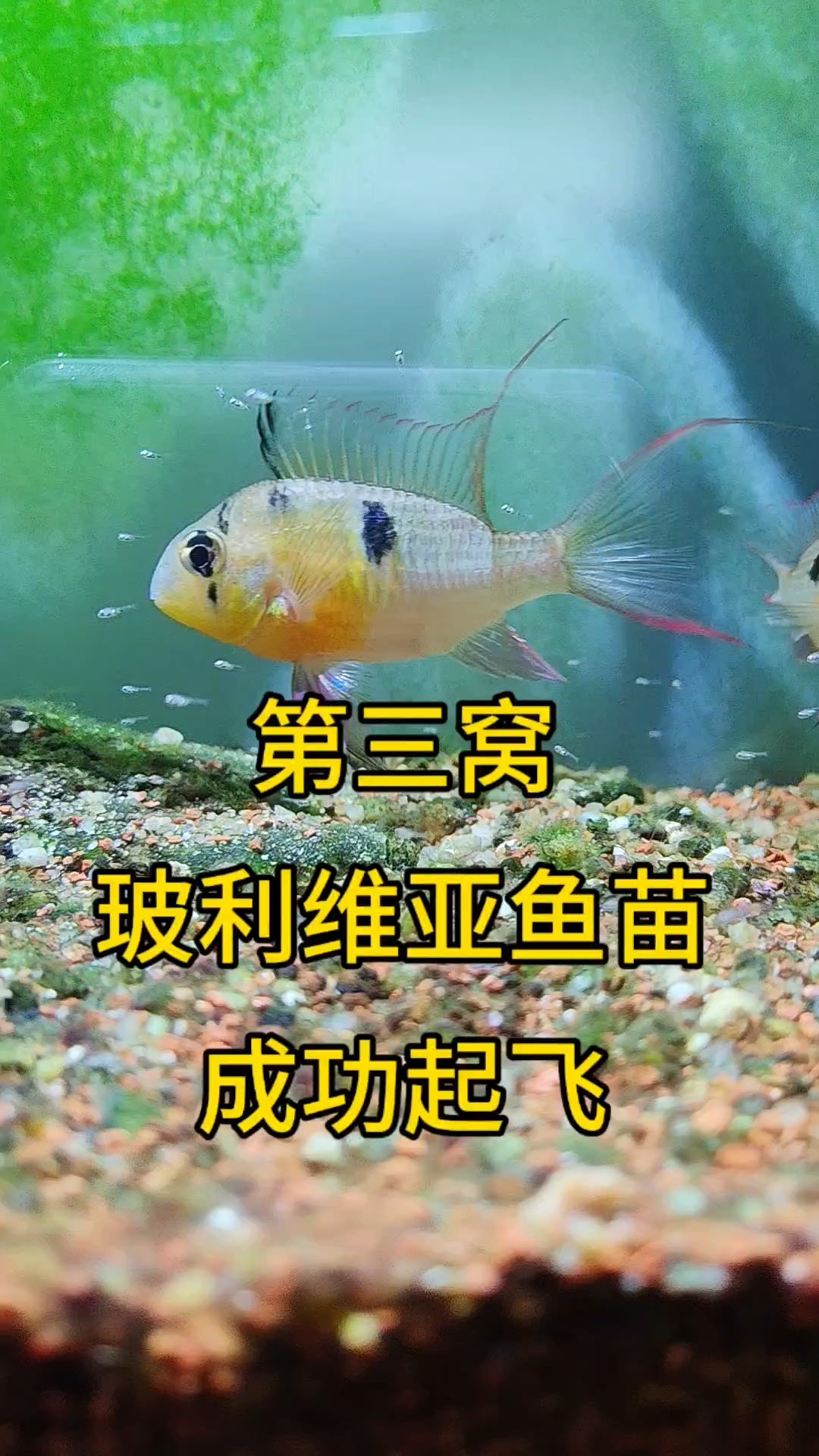 热烈祝贺第三窝玻利维亚鱼苗起飞了!#玻利维亚凤凰鱼繁殖 #玻