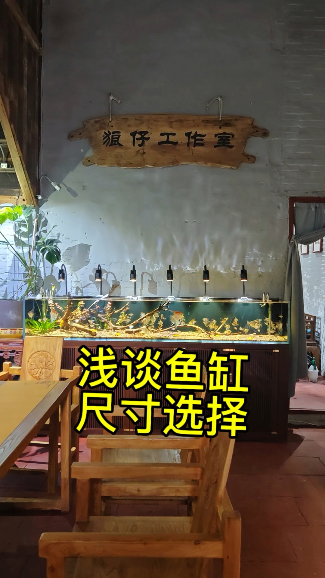 作为一个有点发烧的养鱼人,浅谈鱼缸尺寸选择!#新手养鱼