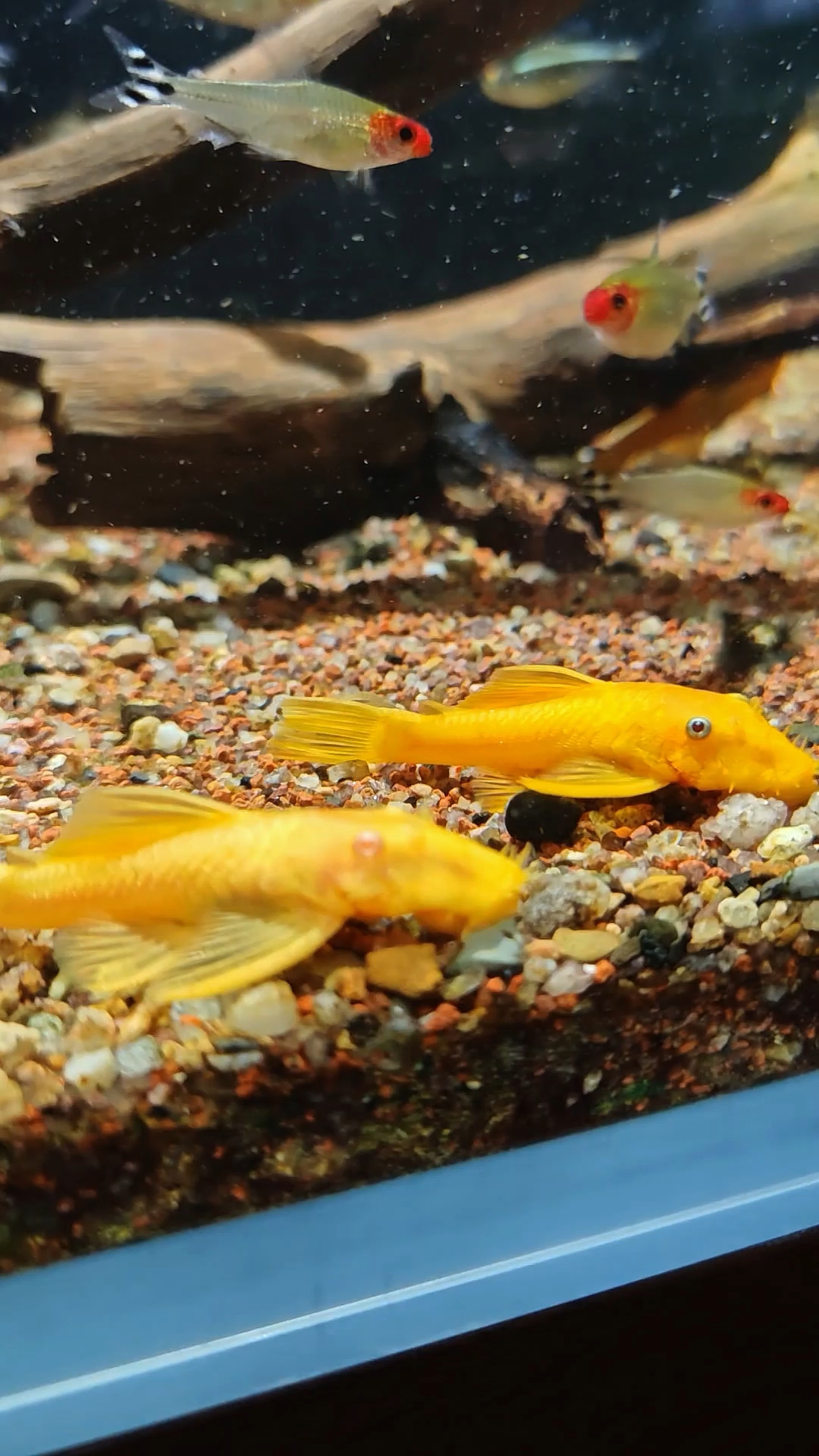 蓝眼红眼胡子鱼#养鱼爱好者 #胡子鱼 #养鱼日记