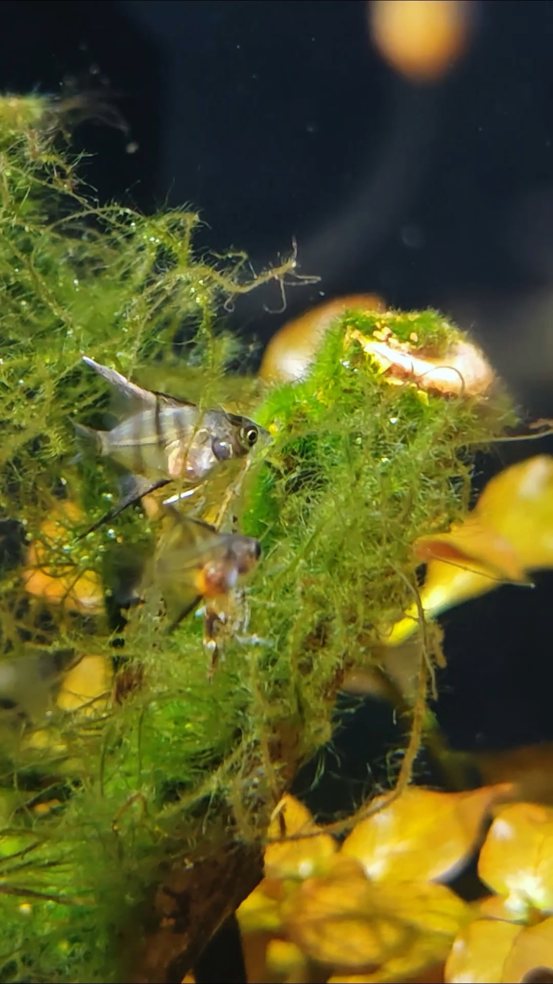 小小神仙,初见轮廓!#魔门斯卡神仙鱼 #养鱼日记 