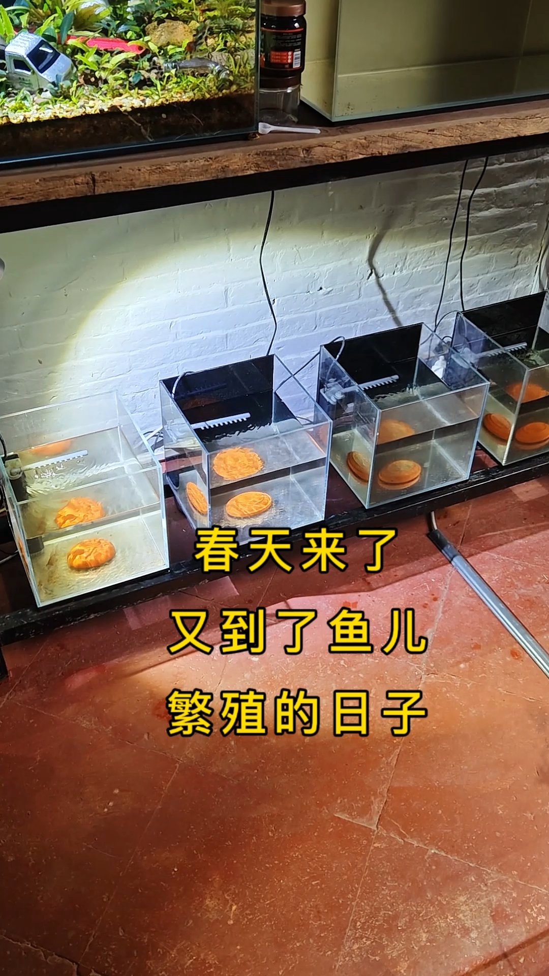 春天来了，万物复苏，又到了鱼儿繁殖的季节！#玻利维亚凤凰鱼繁殖 #养鱼日记