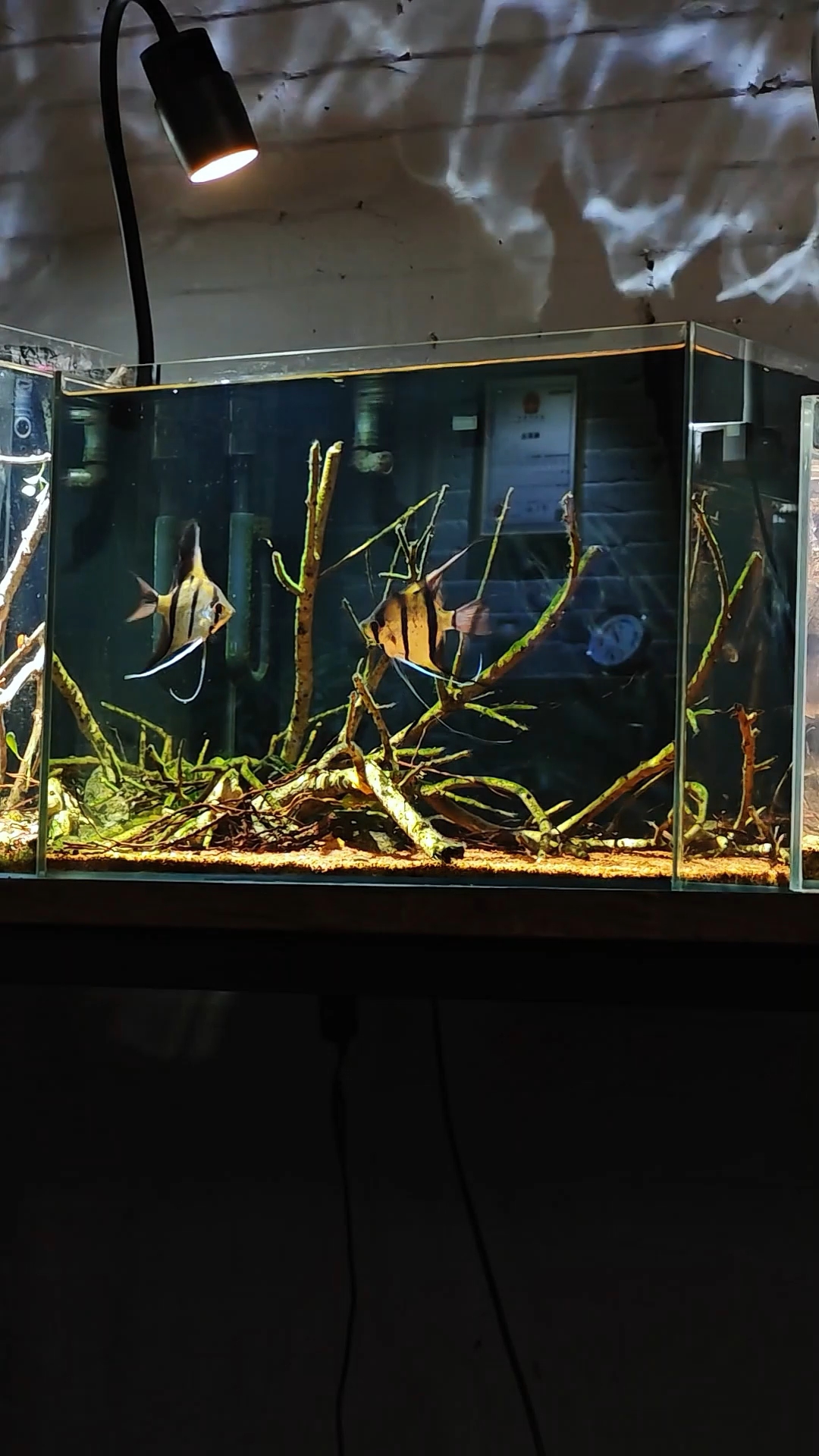 神仙鱼这种优雅,百看不厌!#魔门斯卡神仙鱼 #轻松养鱼 #水