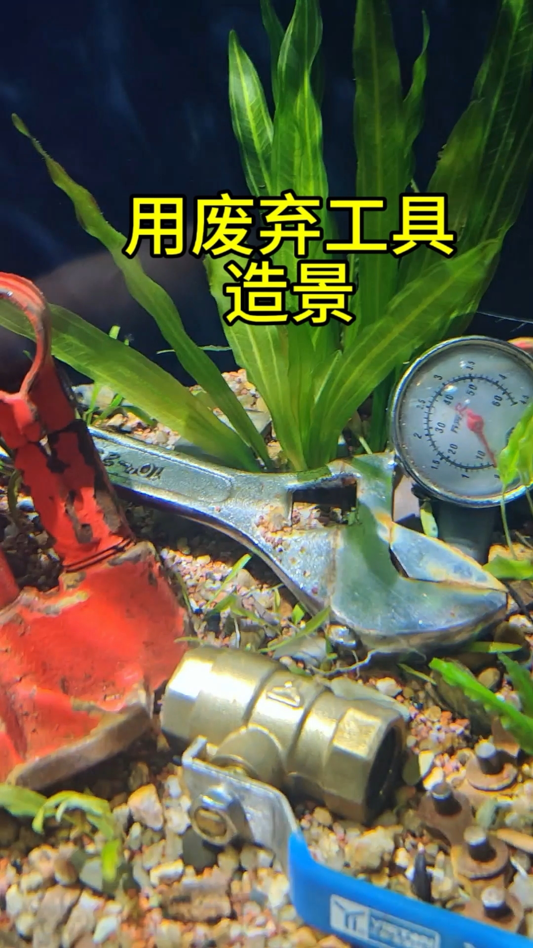 用废弃工具造了个景,该养什么鱼好?#鱼缸造景 #水族爱好者