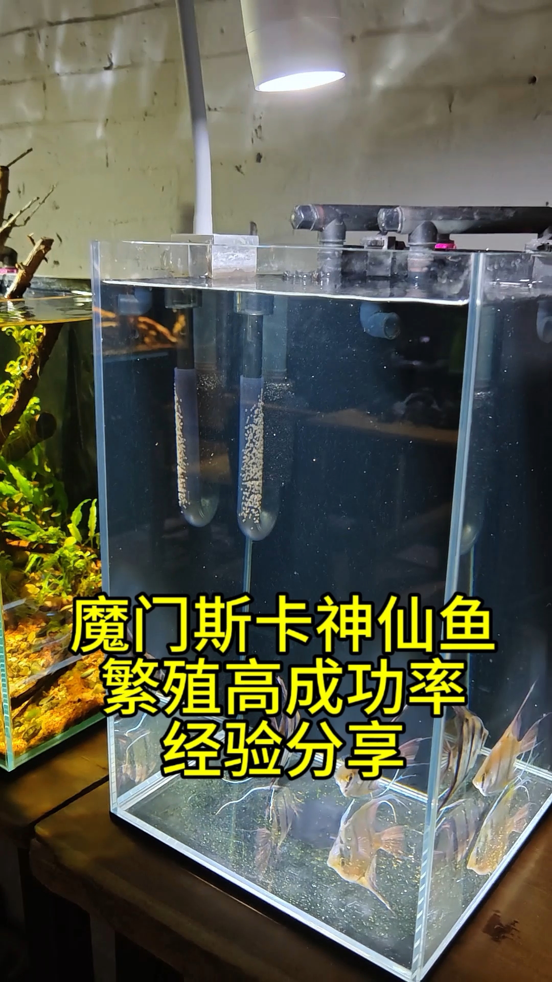 魔门斯卡神仙鱼繁殖高成功率经验分享！#养鱼日记 #魔门斯卡