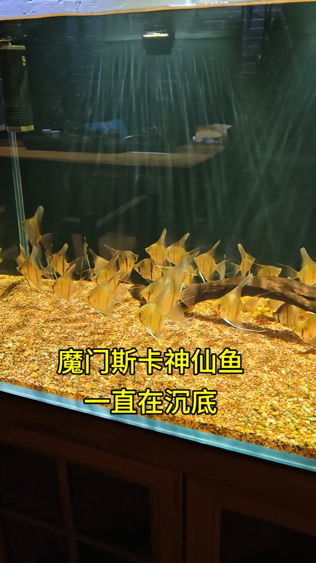 魔门斯卡神仙鱼一直在沉底,各位鱼友的会不会这样?#魔门斯卡