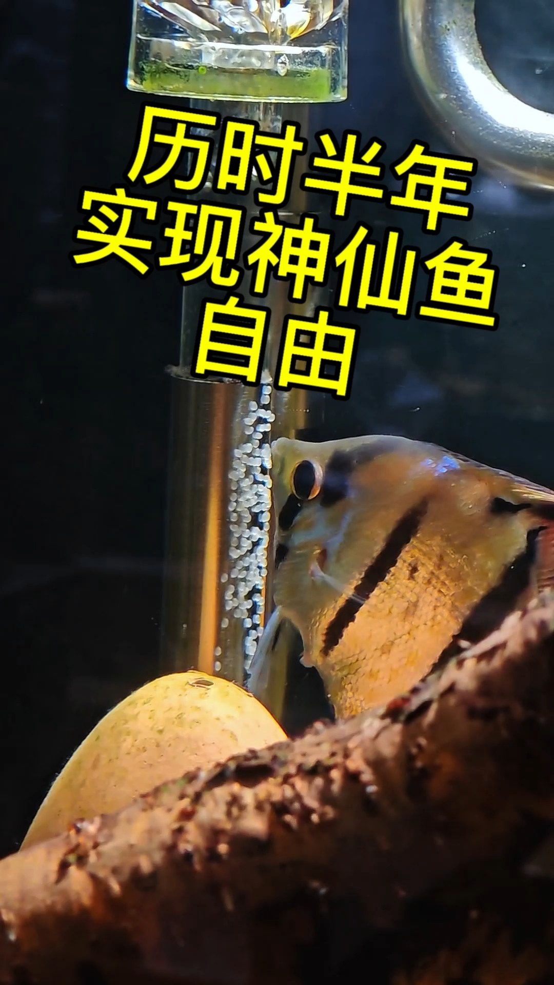 历时半年搞繁殖终于实现神仙鱼自由!#养鱼日记 #魔门斯卡