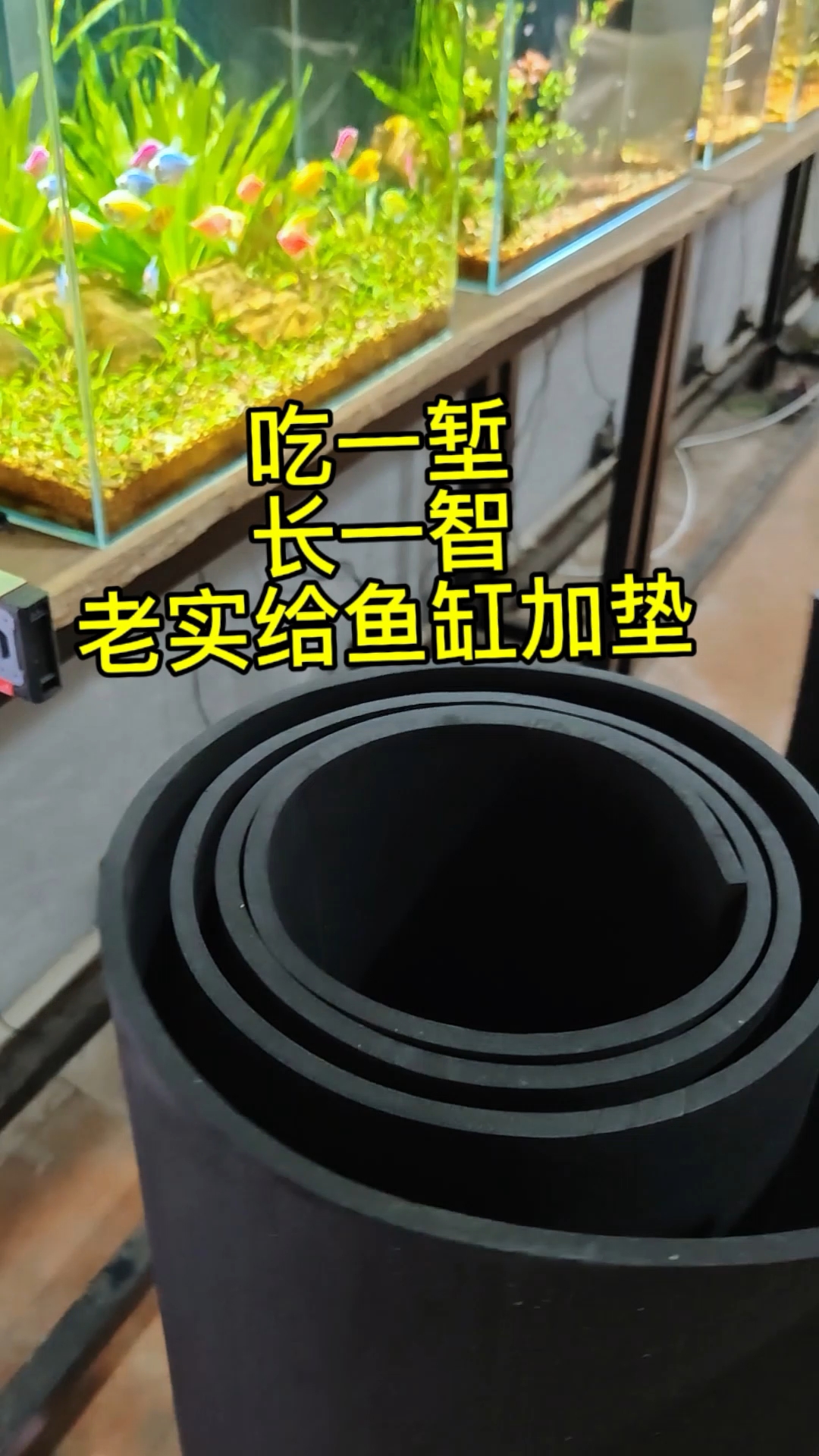 吃一堑长一智,老实给鱼缸加垫了!#鱼缸爆缸 #养鱼日记 #鱼