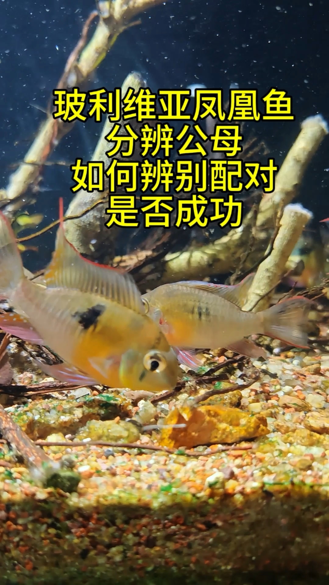 玻利维亚凤凰鱼如何分辨公母,如何辨别配对是否成功!#玻利维亚