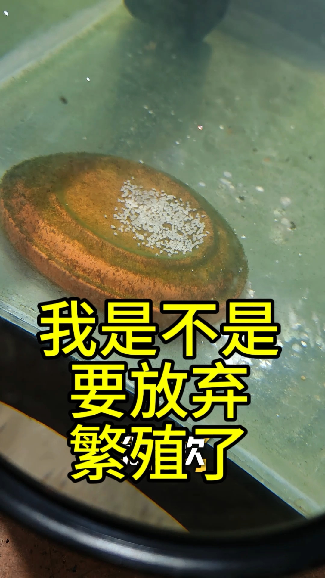失败多次，我是不是要放弃繁殖了？#养鱼日记 #德系荷兰凤凰鱼