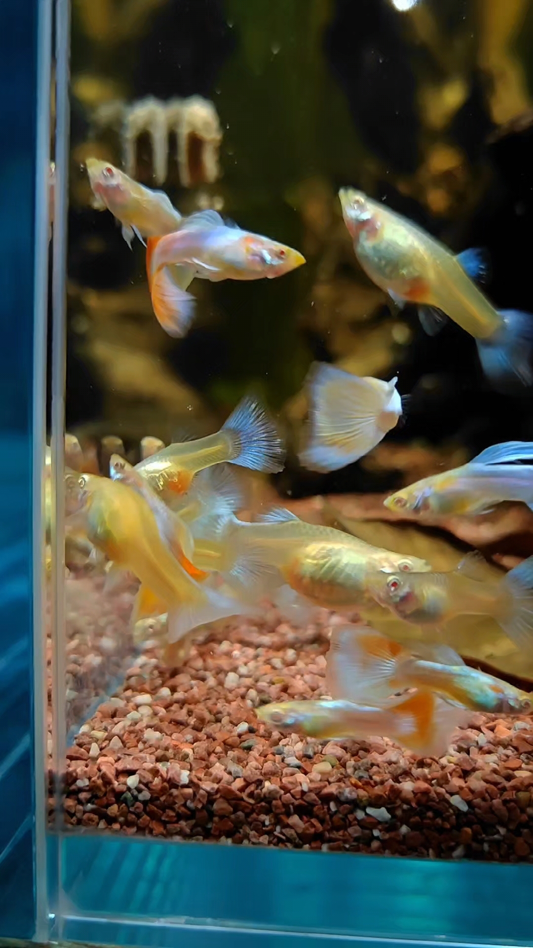 喂鱼#水族爱好者 #火烧云孔雀鱼 