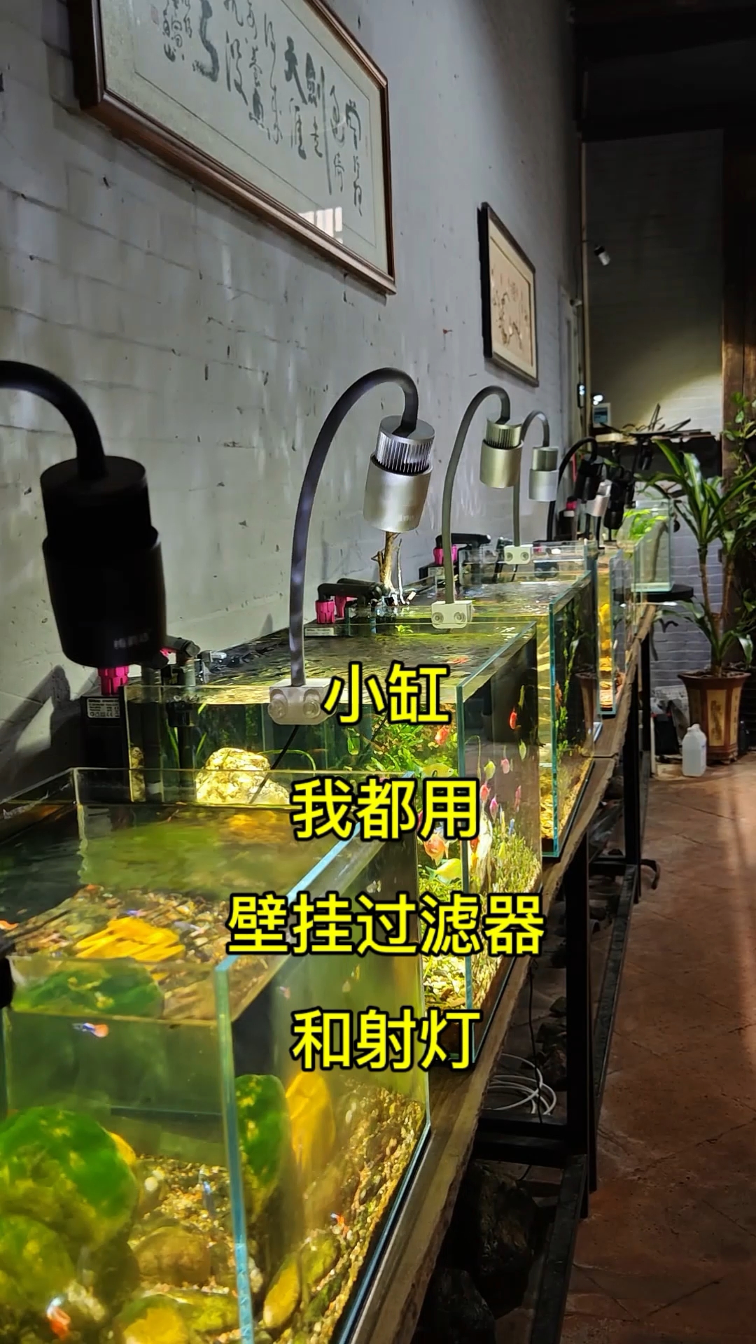 小缸我都用壁挂过滤器和射灯，一切以好看为主！#鱼缸过滤器 #
