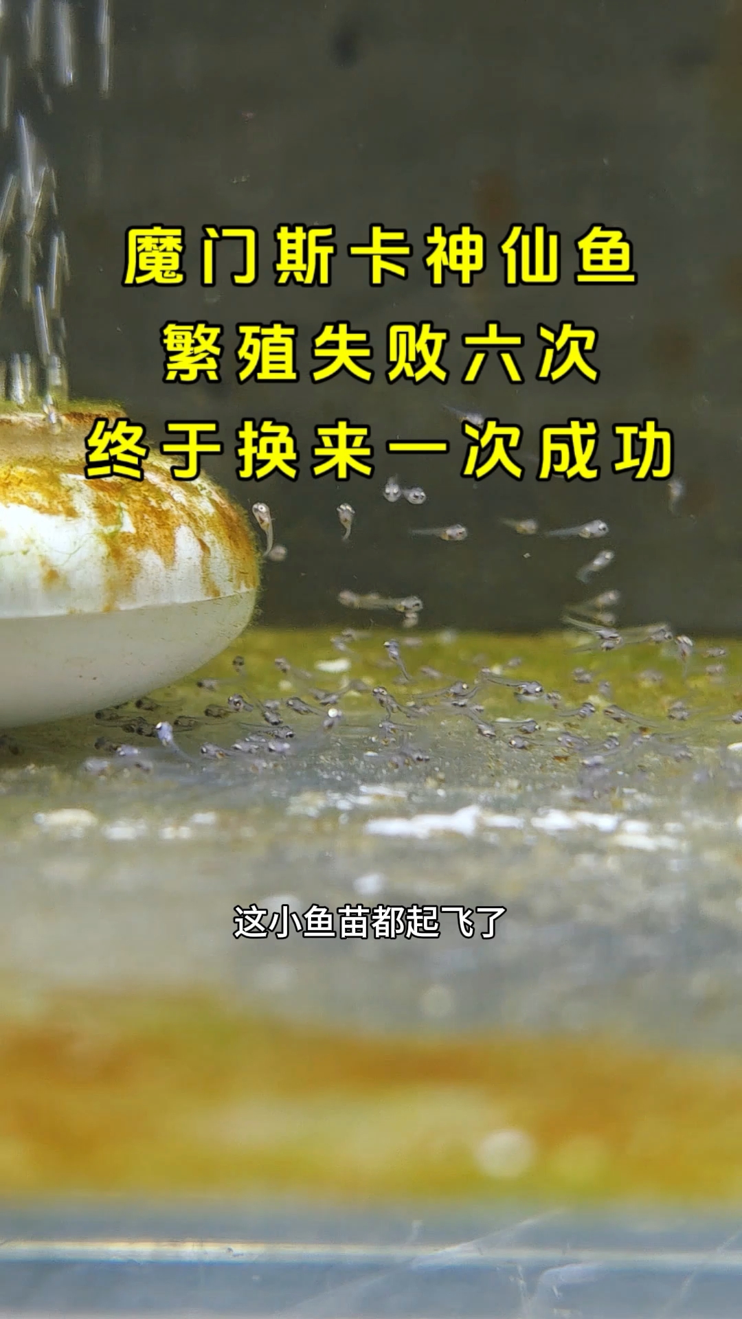 魔门斯卡神仙鱼繁殖失败六次终于换来一次成功！#魔门斯卡神仙鱼