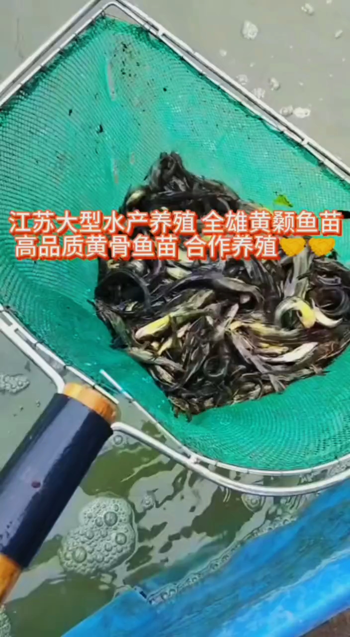 精品黄骨鱼黄颡鱼黄辣丁