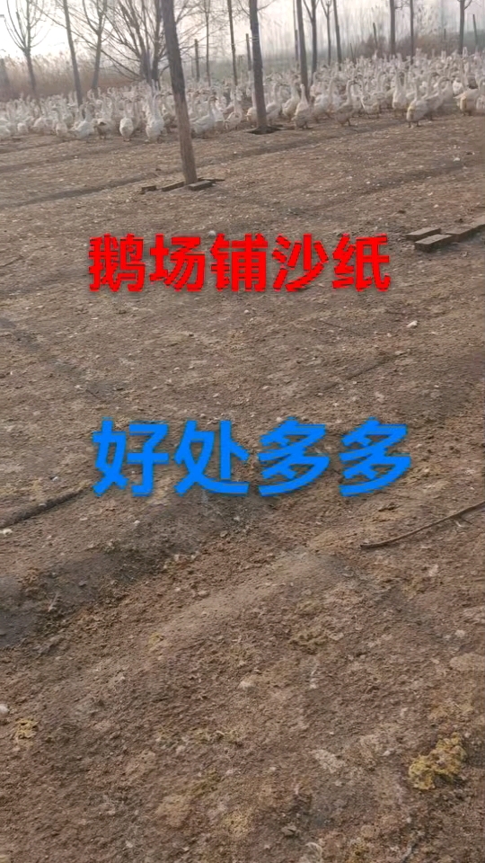 鹅场铺沙纸?好处多到你想不到!#鹅场铺沙纸# #养鹅新招# #鹅副粘病毒病怎么办# #养鹅
