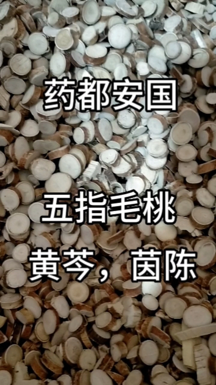 中药材,中草药,五指毛桃,黄芩,茵陈
