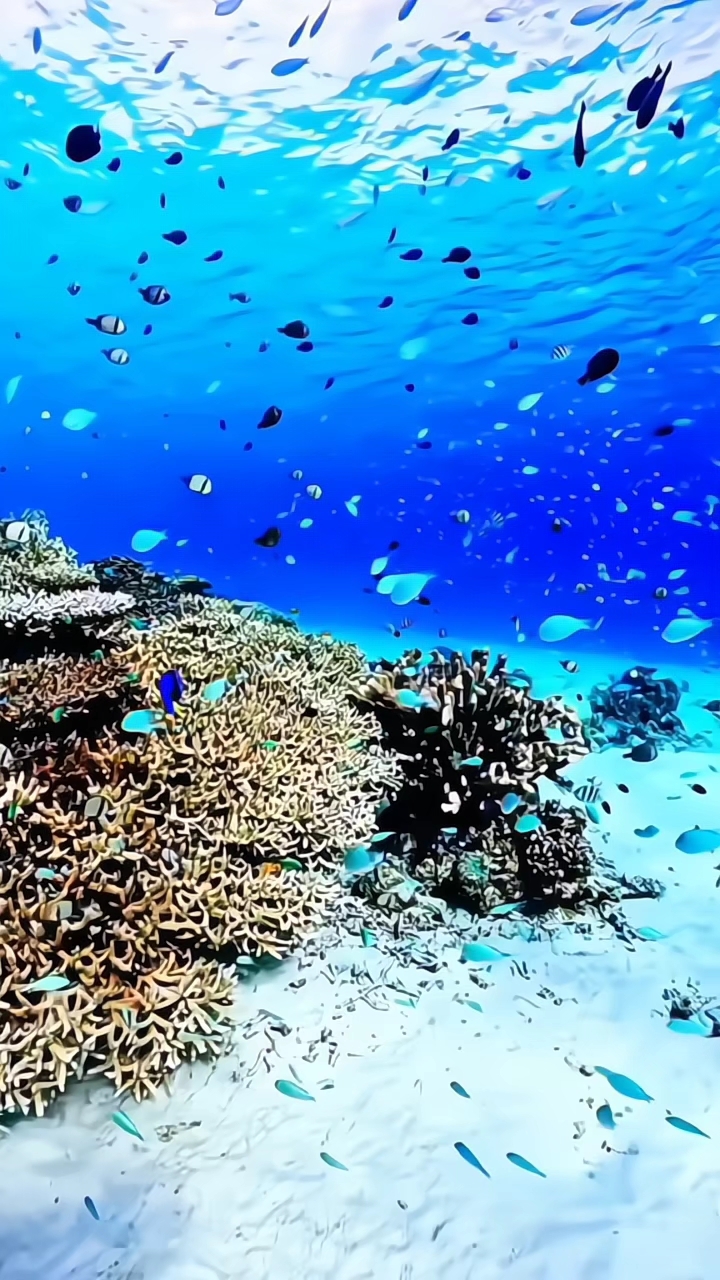 这里是水中世界,光影流淌,鱼群轻舞,静谧与神秘交织