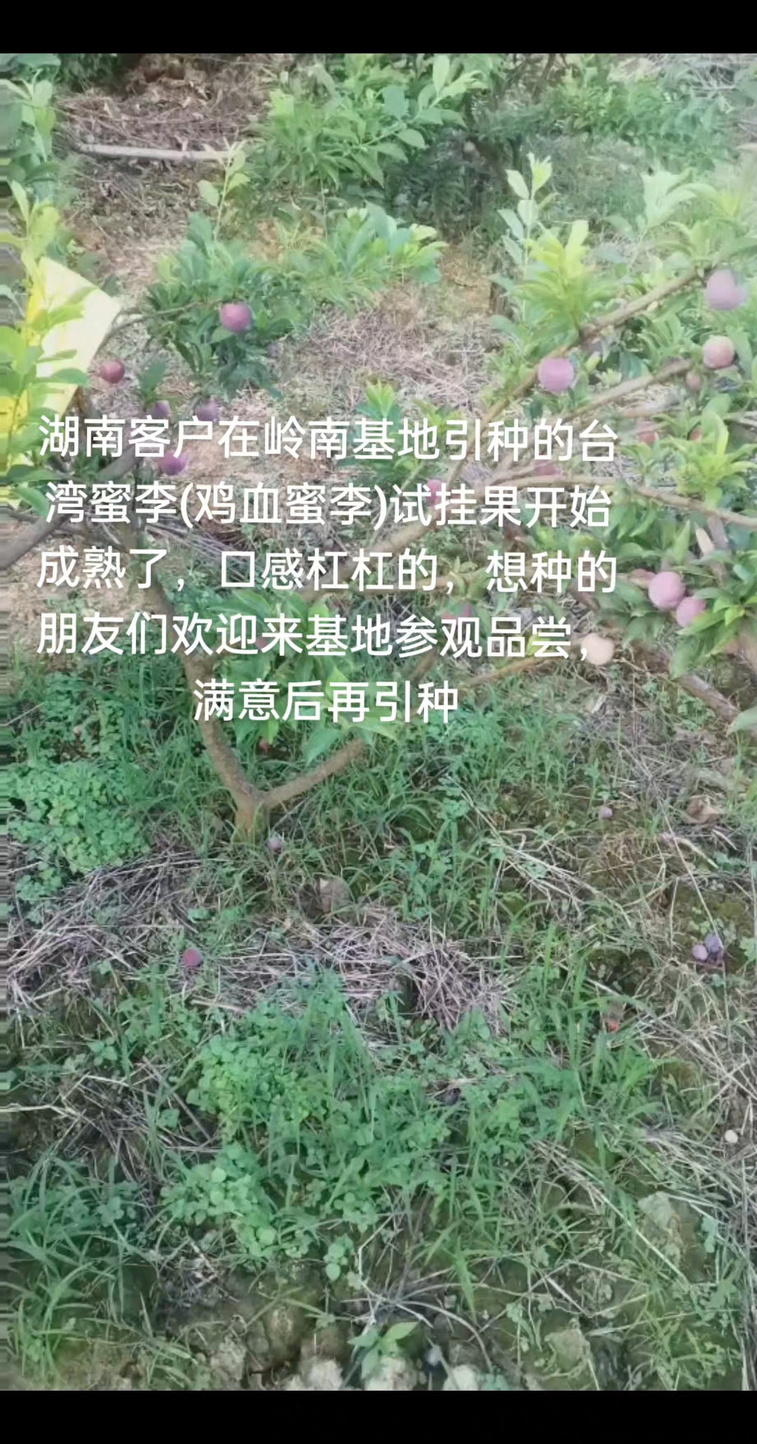 鸡血蜜李苗火爆预订中#诚信经营质量第一 #金牌苗木人