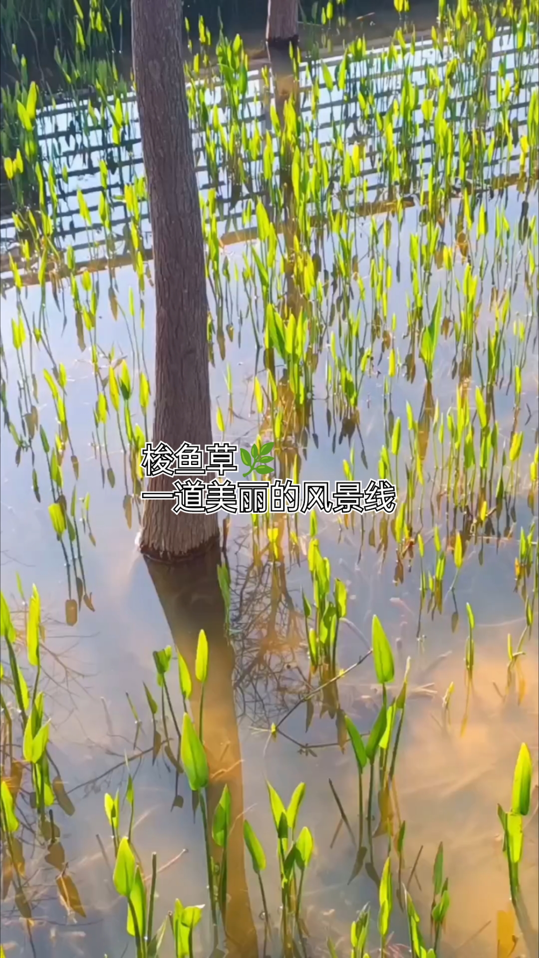 梭鱼草(学名:Pontederia cordata L.)