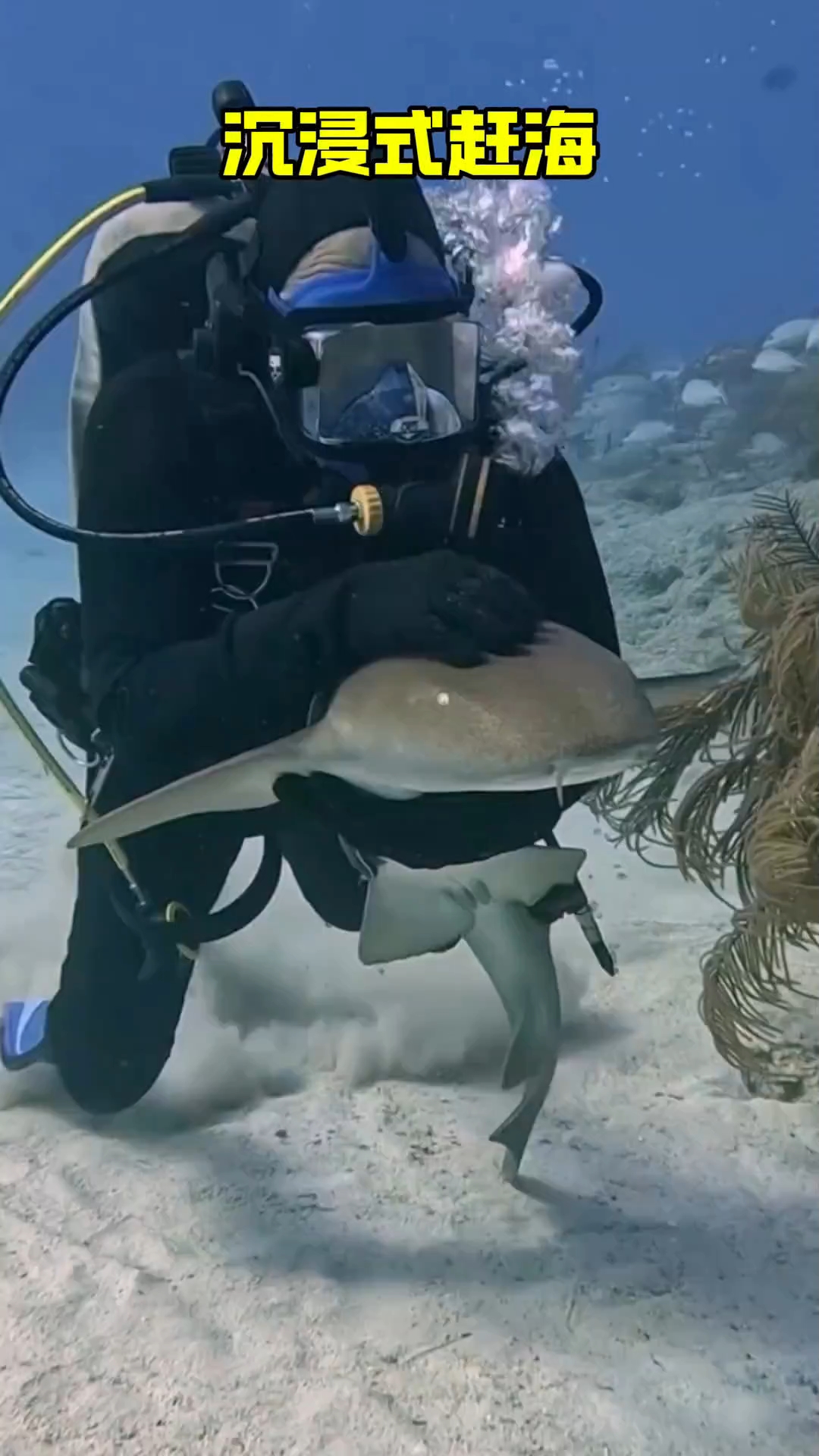 海底世界真奇妙,各种各样的生物大展才艺#海底世界 #神奇的动