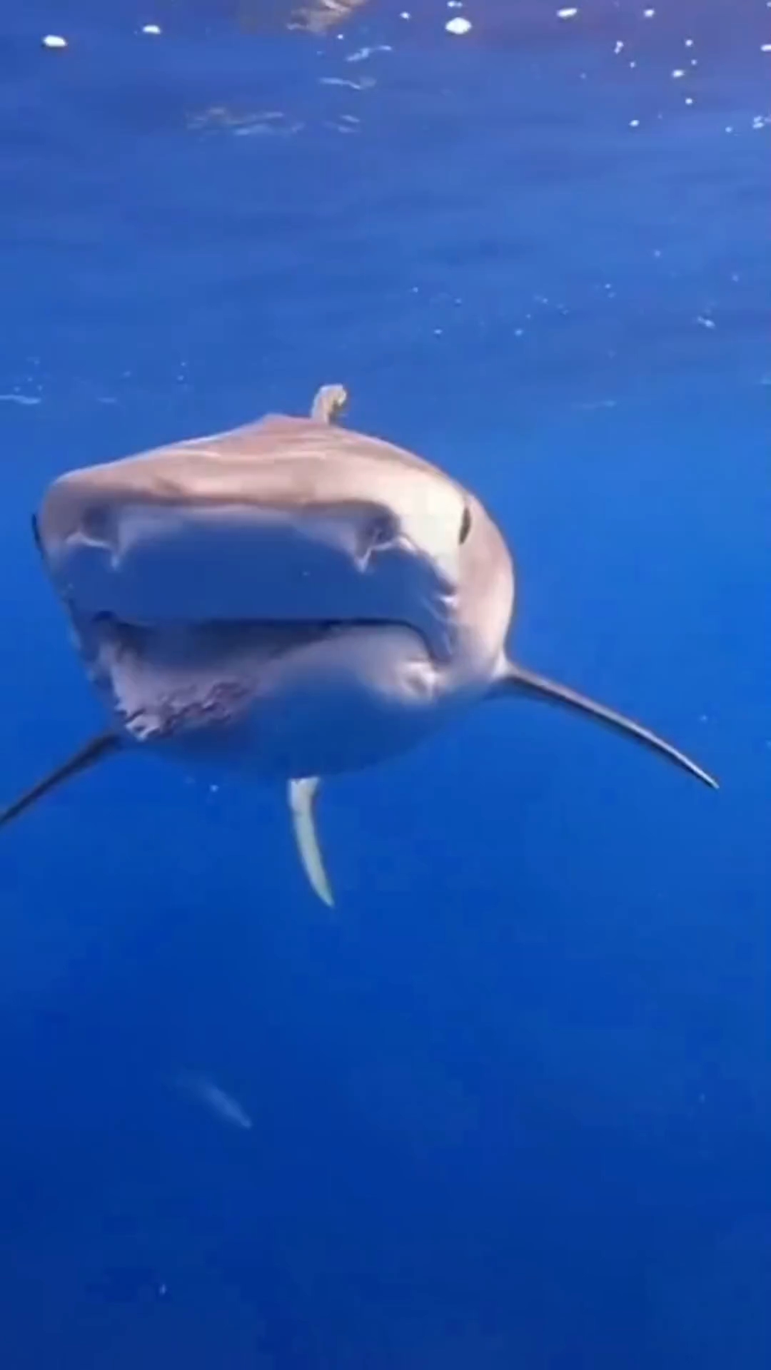 海底世界真神奇,什么样子的海洋生物都有#鲨鱼 #海底世界 #
