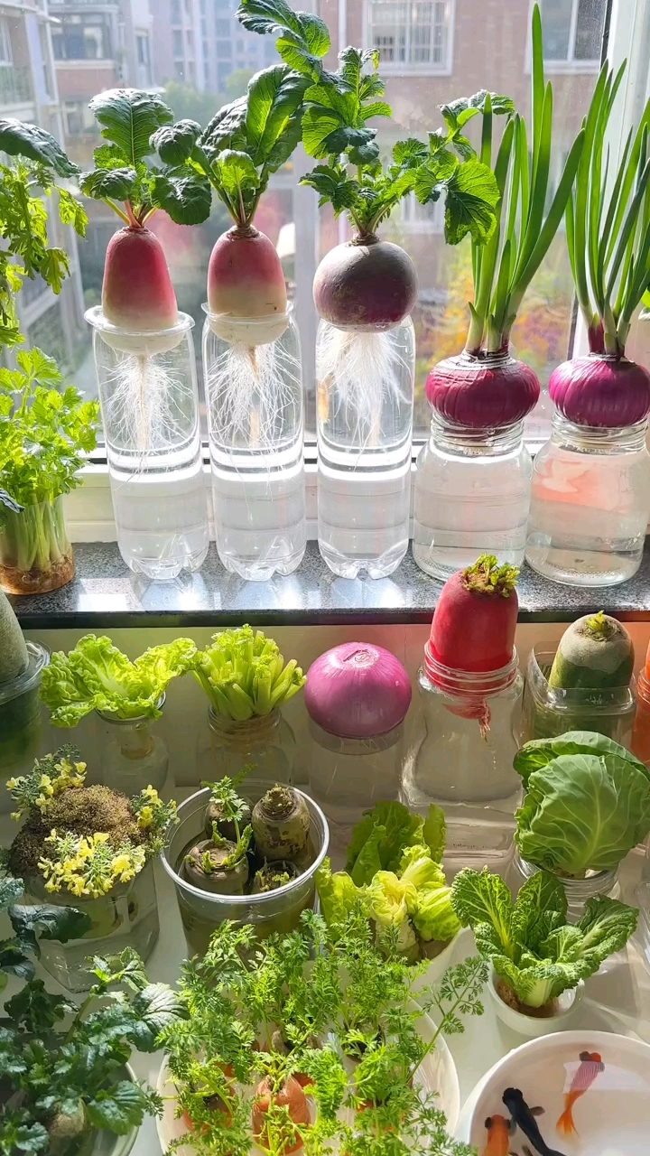 我的窗台“水培蔬菜王国”又能看又能吃!