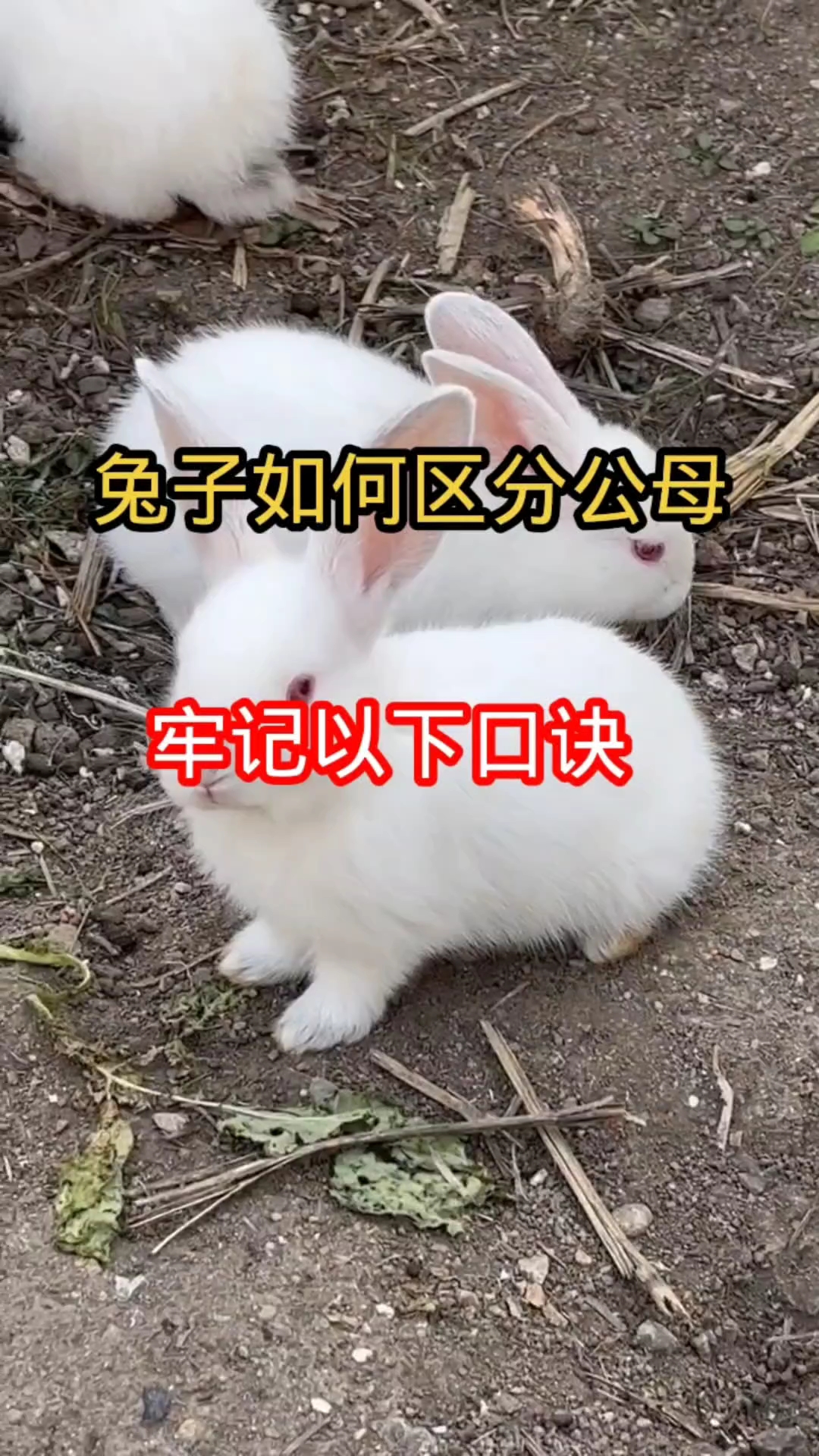 很多人不知道兔子如何区分公母