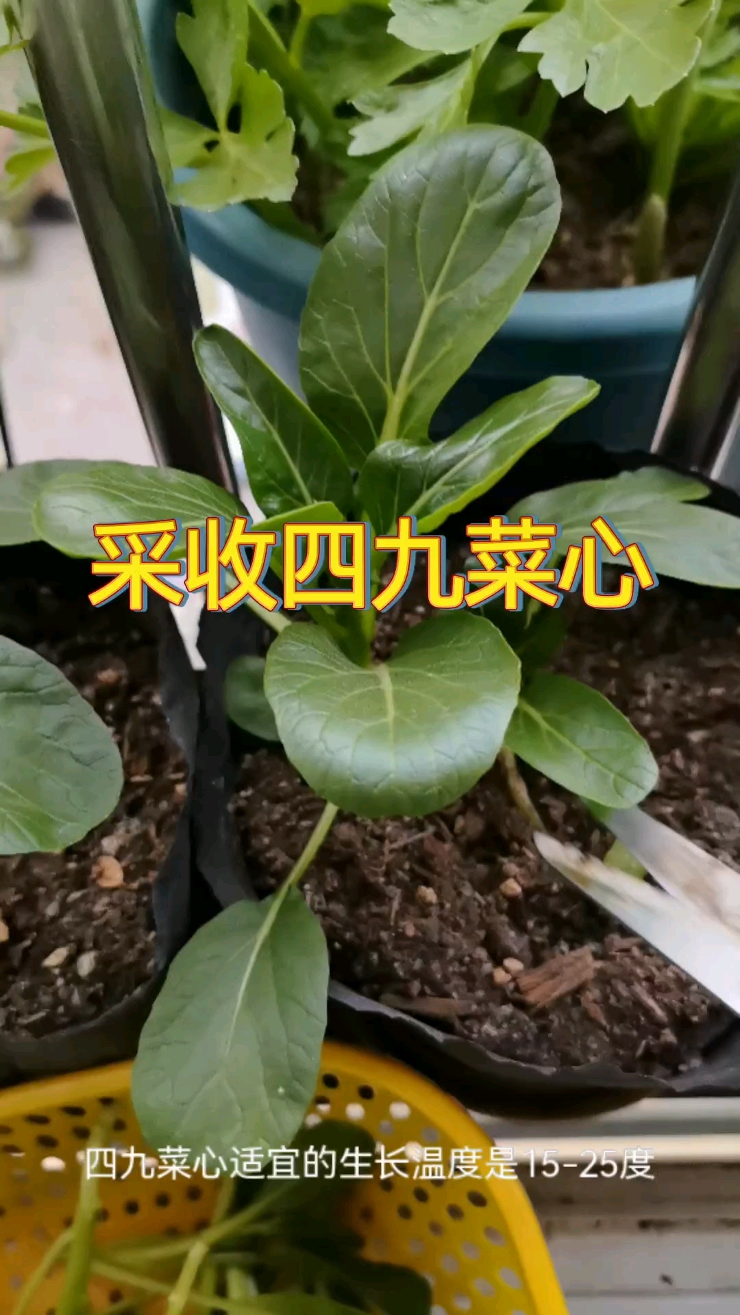 采收四九菜心#阳台种植有机蔬菜 #盆栽蔬菜
