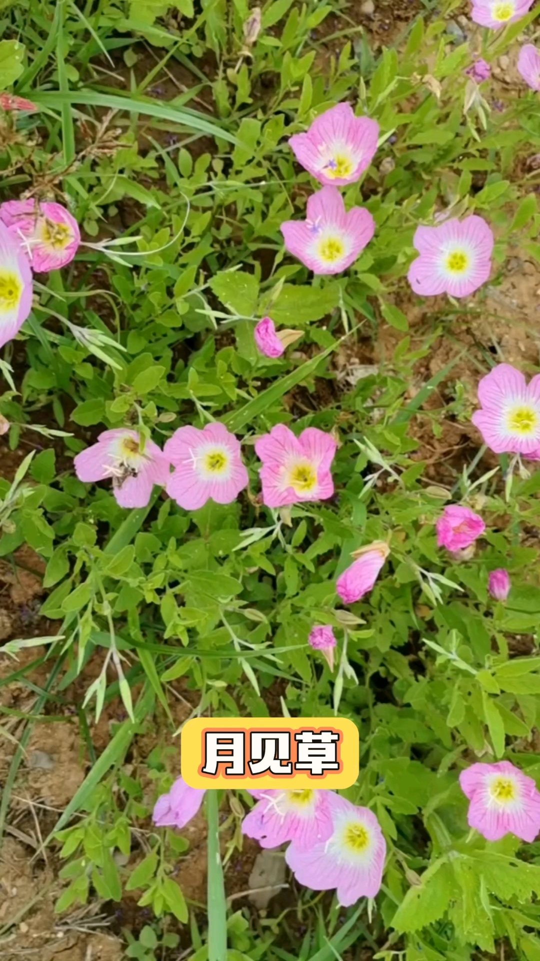 月见草:粉、黄色,柳叶菜科月见草属二年生直立草本植物