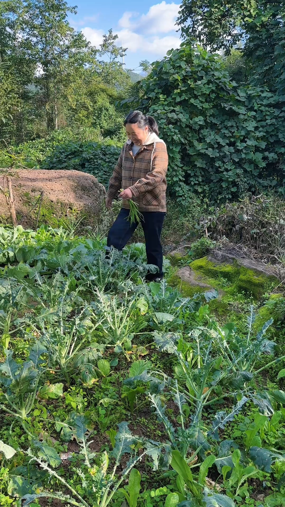 婆婆种的菜全被虫吃了!