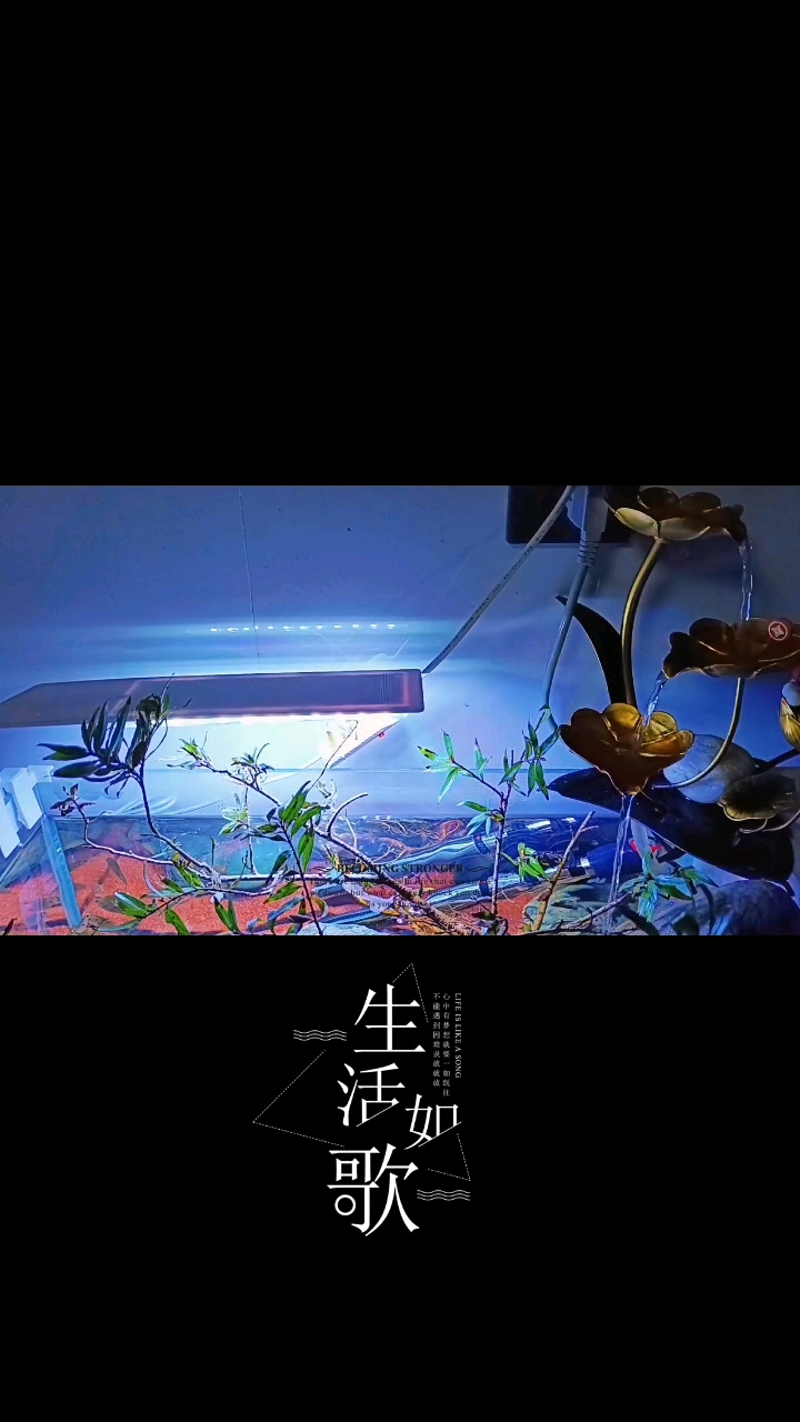 鱼的天空,你们的享受。