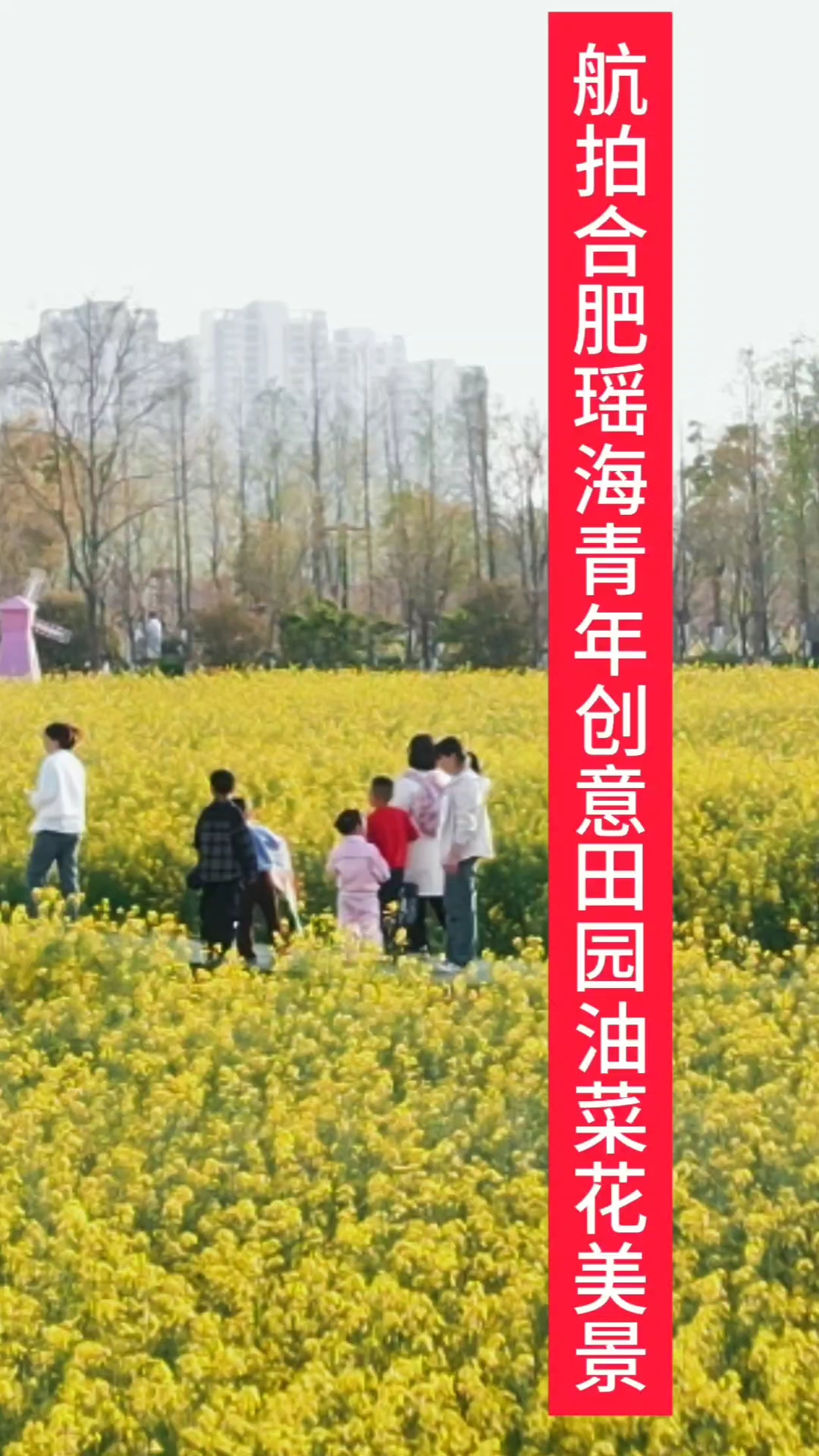 航拍合肥瑶海青年创意田园油菜花美景